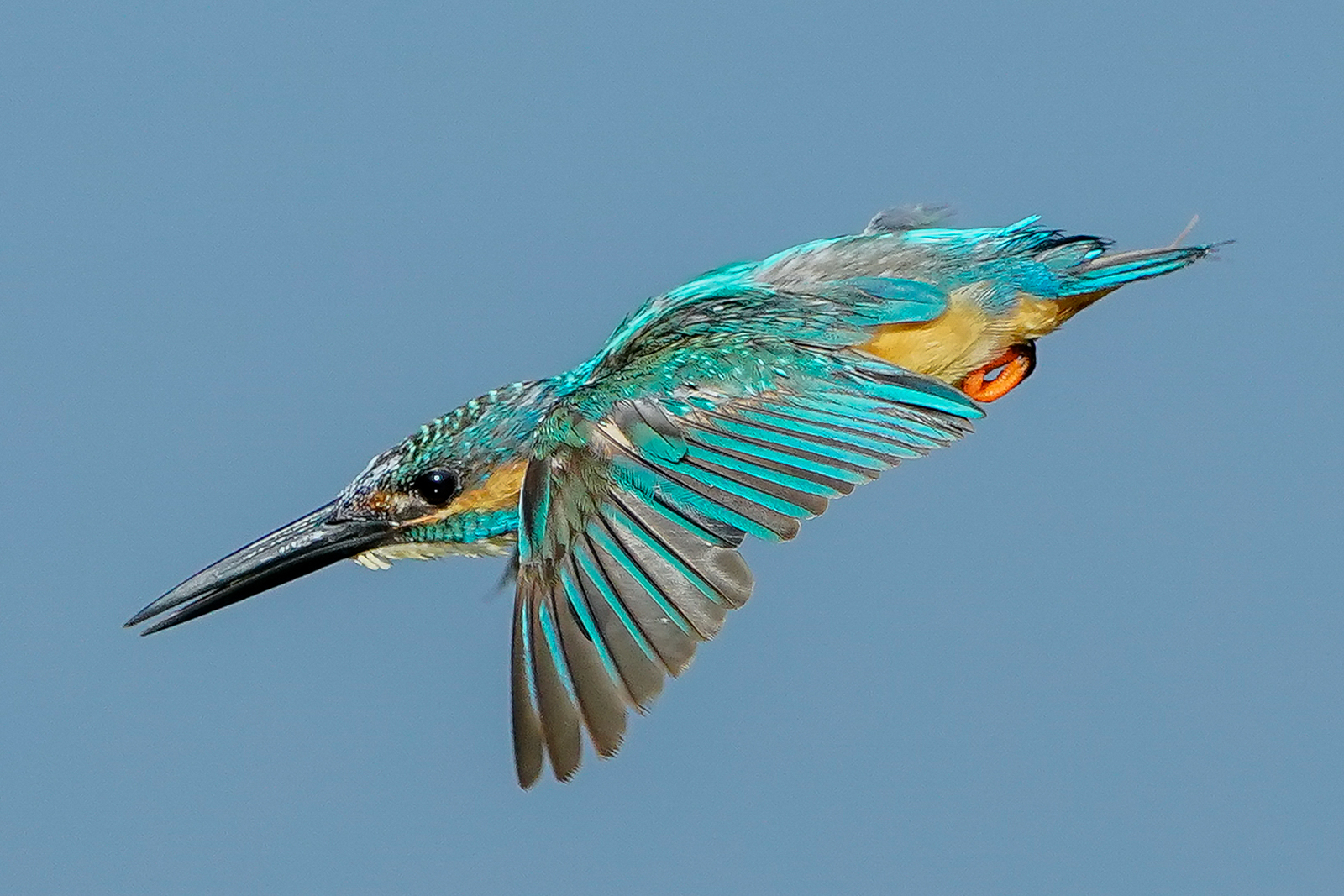 f:id:zo5ur53kle:20200816205423j:plain