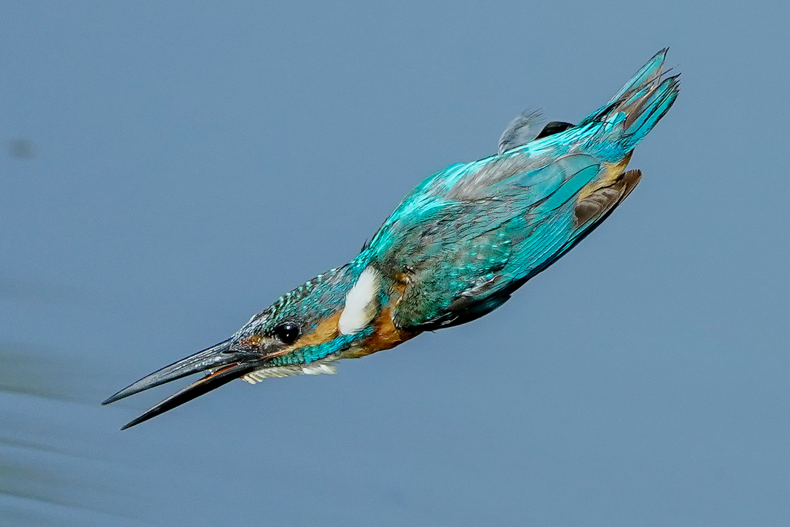 f:id:zo5ur53kle:20200816205440j:plain