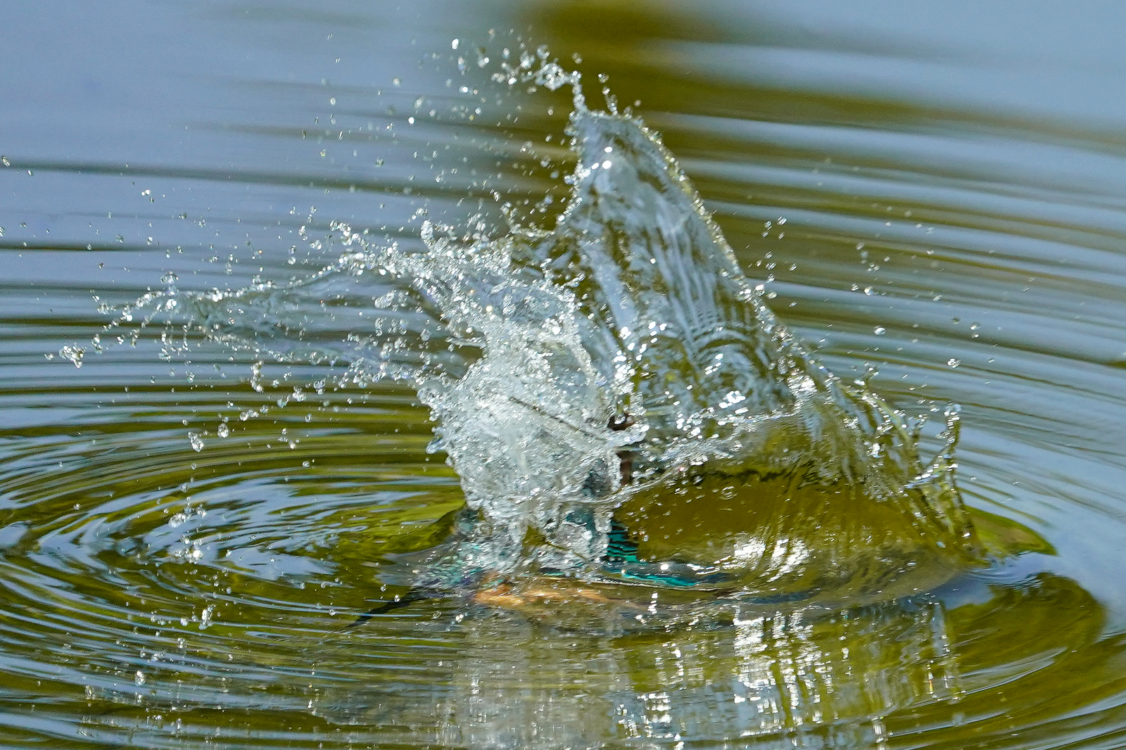 f:id:zo5ur53kle:20200816205450j:plain