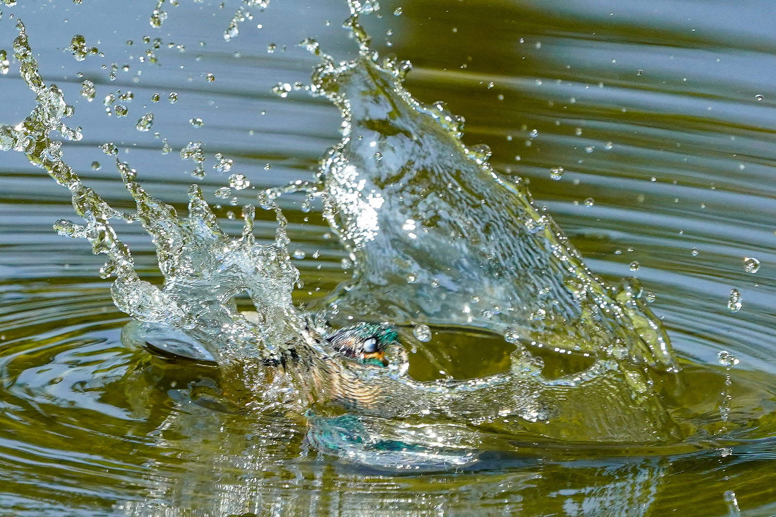 f:id:zo5ur53kle:20200816205502j:plain