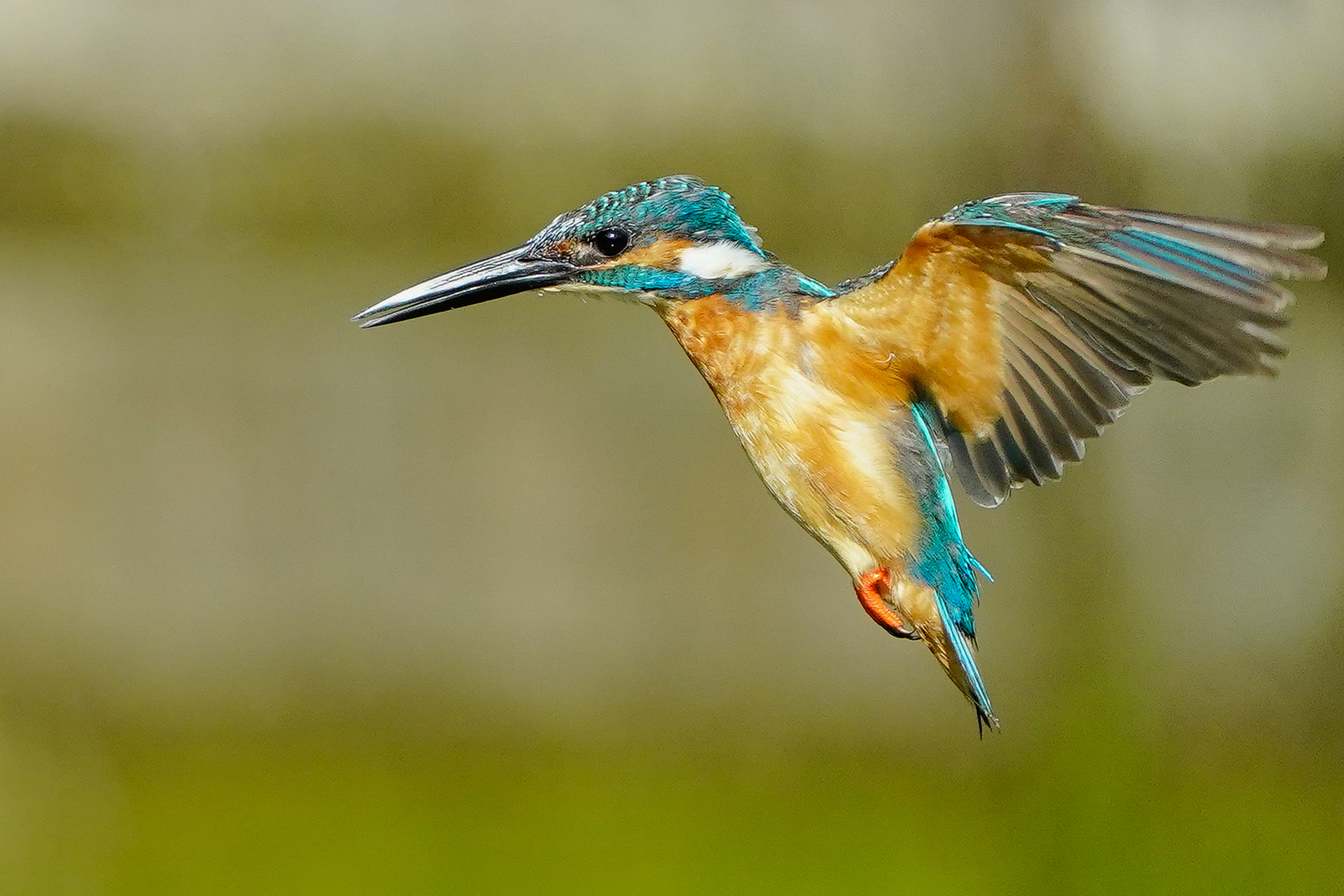 f:id:zo5ur53kle:20200816210237j:plain