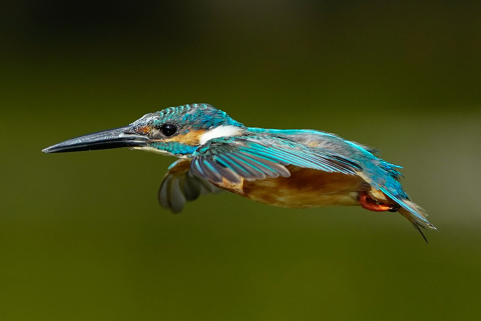 f:id:zo5ur53kle:20200816210246j:plain