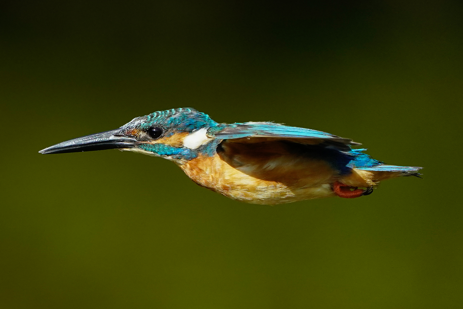 f:id:zo5ur53kle:20200816210258j:plain