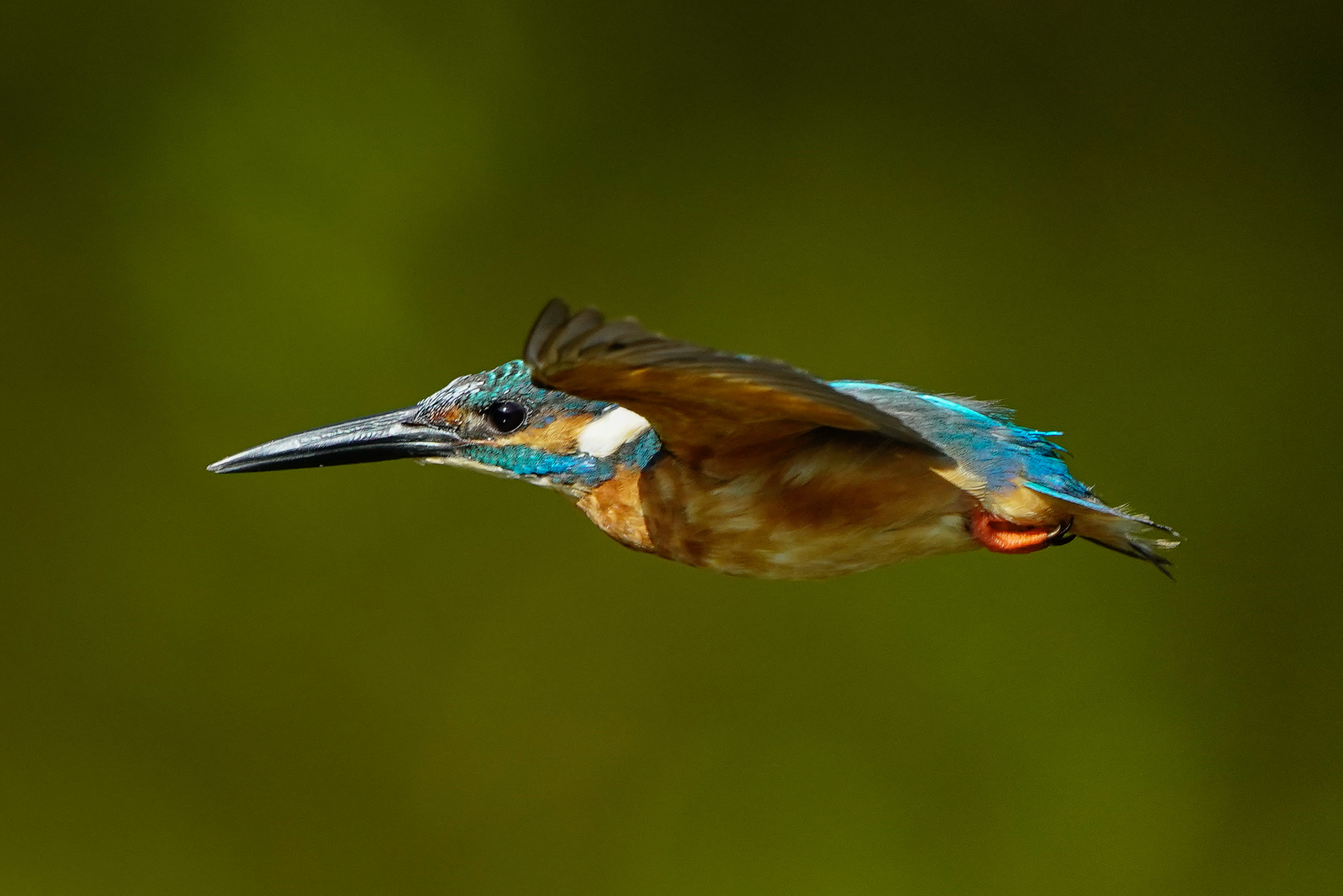 f:id:zo5ur53kle:20200816210309j:plain