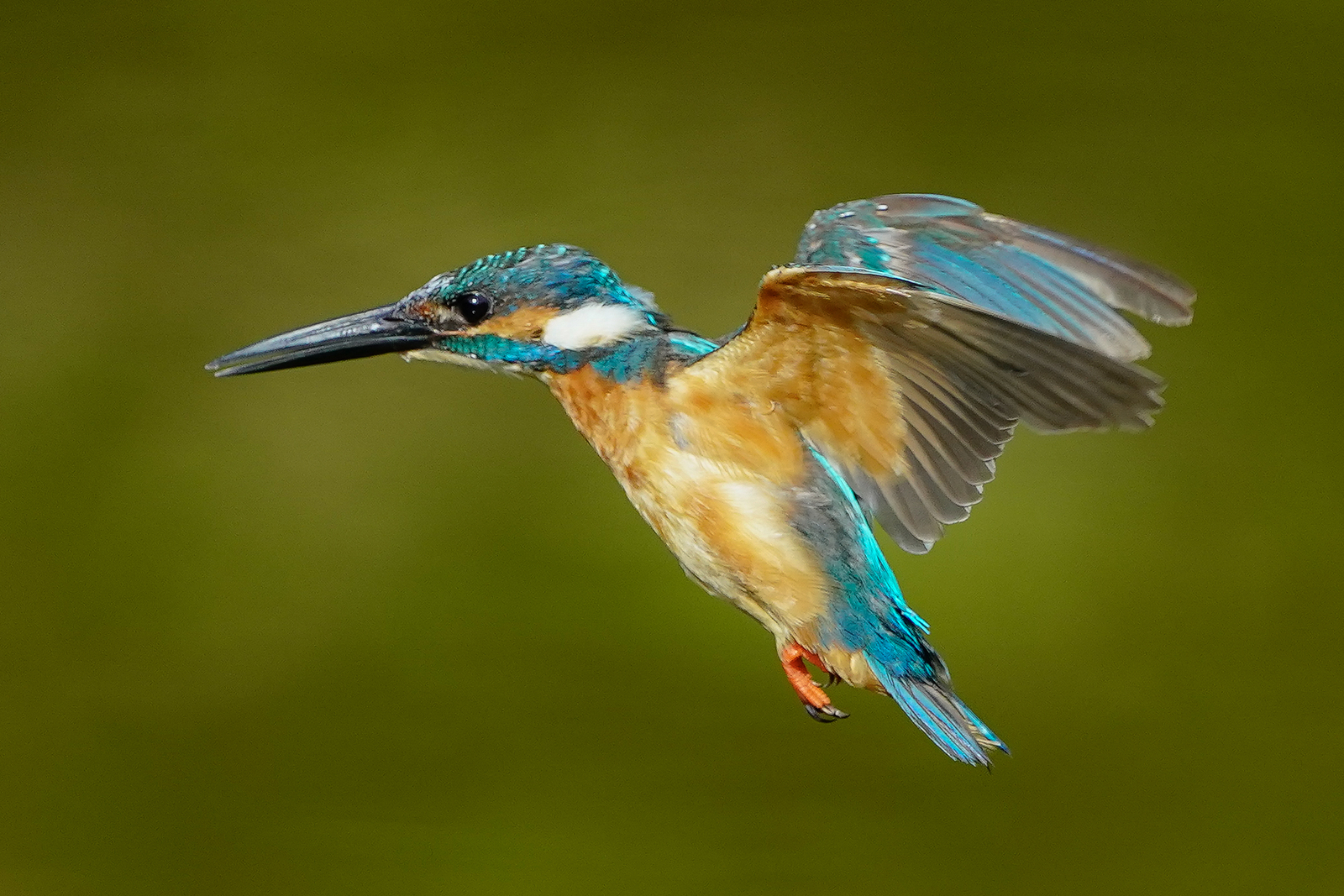 f:id:zo5ur53kle:20200816210332j:plain