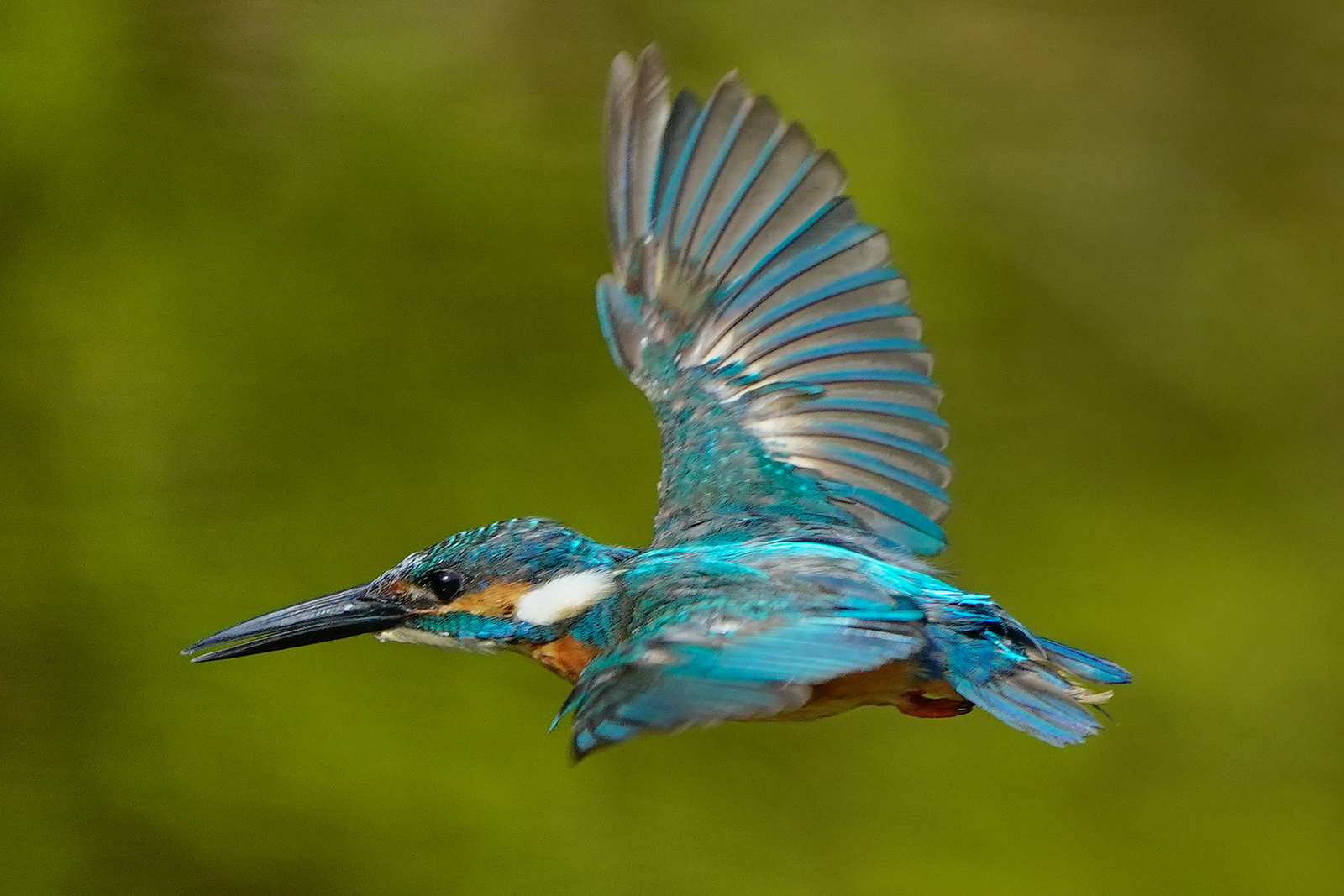 f:id:zo5ur53kle:20200816210404j:plain