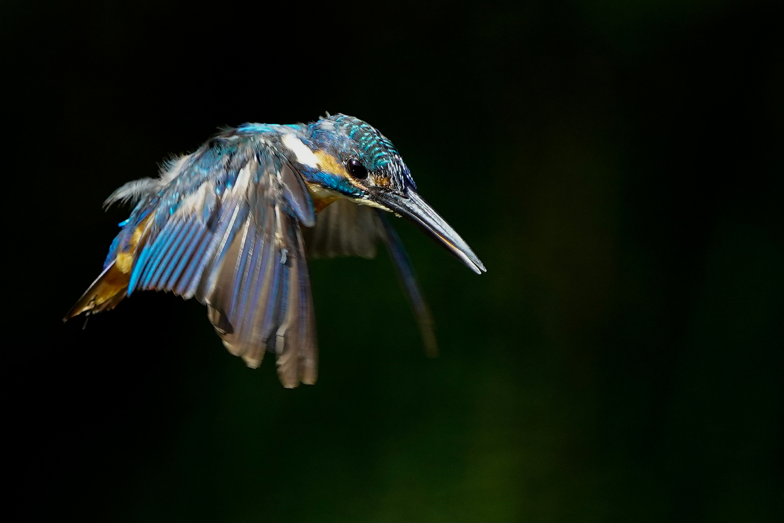 f:id:zo5ur53kle:20200816210415j:plain