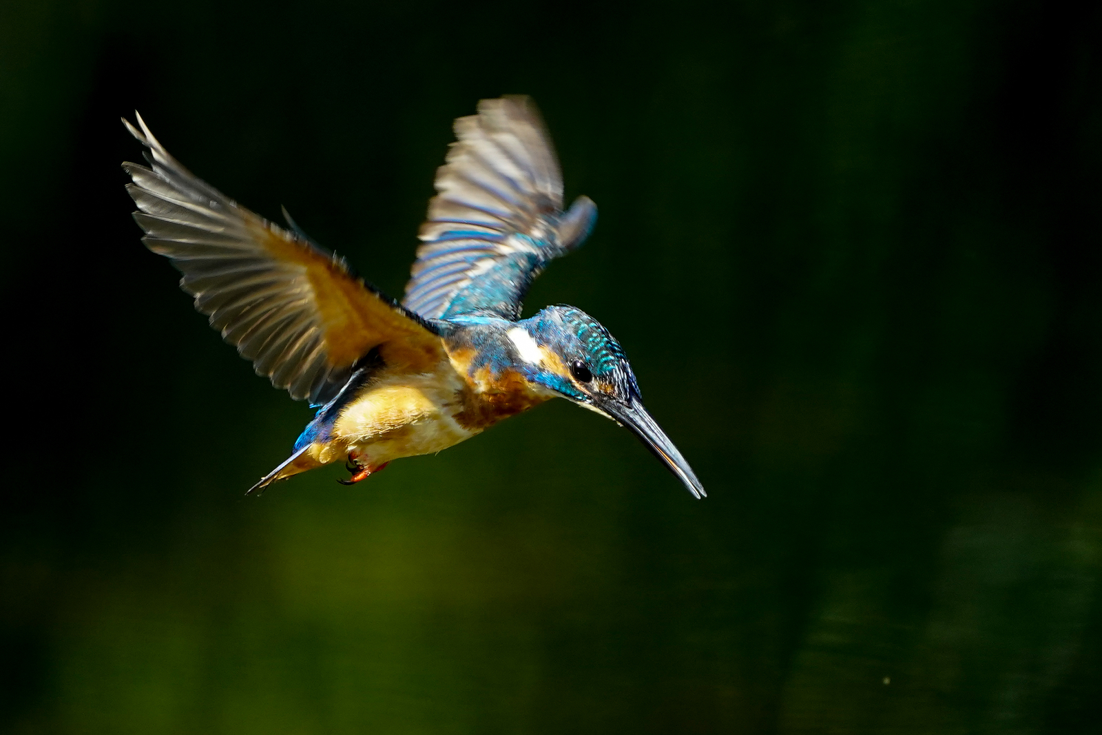 f:id:zo5ur53kle:20200816210444j:plain