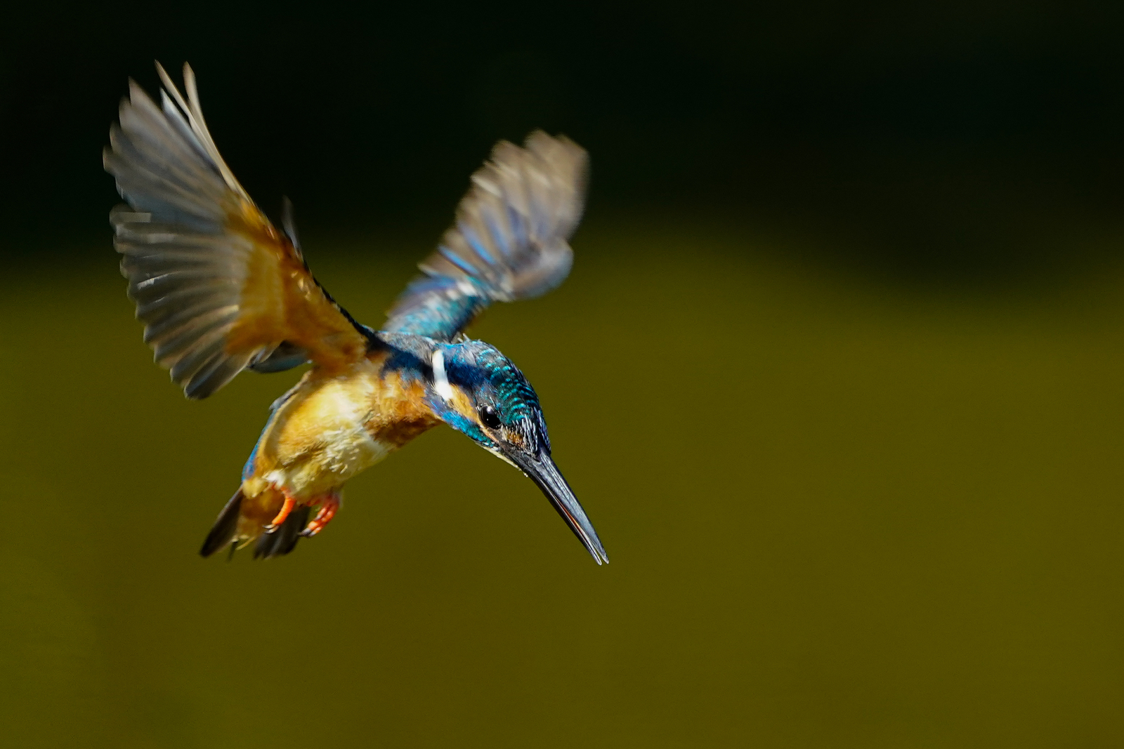 f:id:zo5ur53kle:20200816210518j:plain