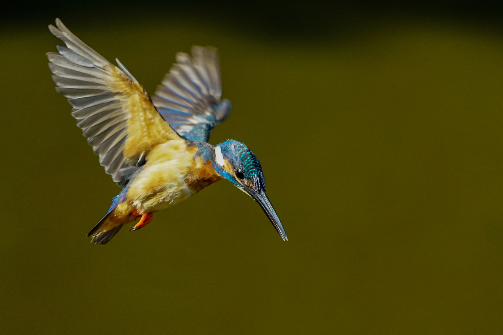 f:id:zo5ur53kle:20200816210530j:plain