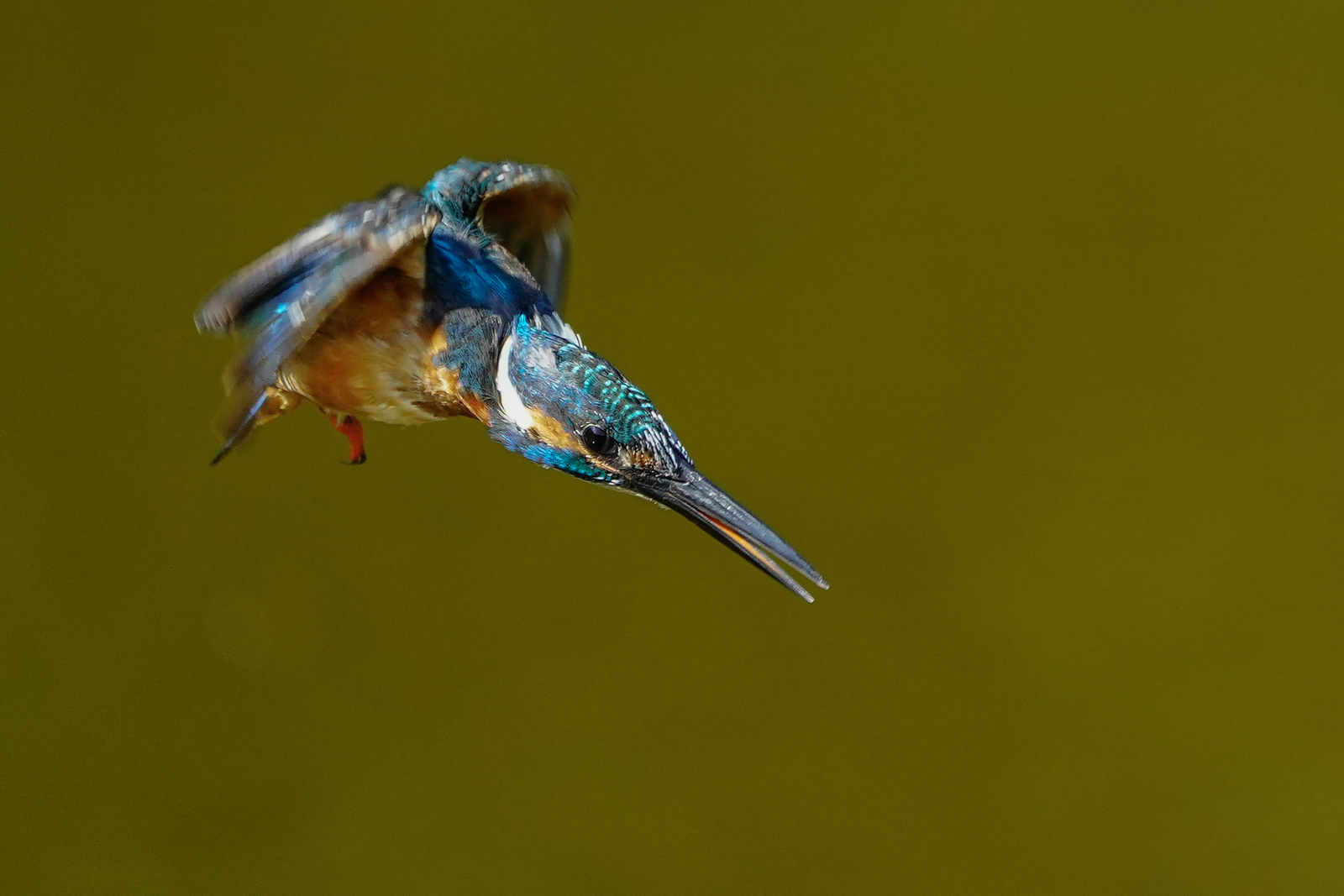 f:id:zo5ur53kle:20200816210543j:plain