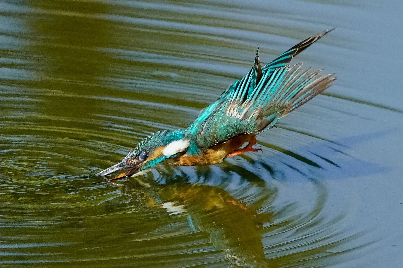 f:id:zo5ur53kle:20200816211235j:plain