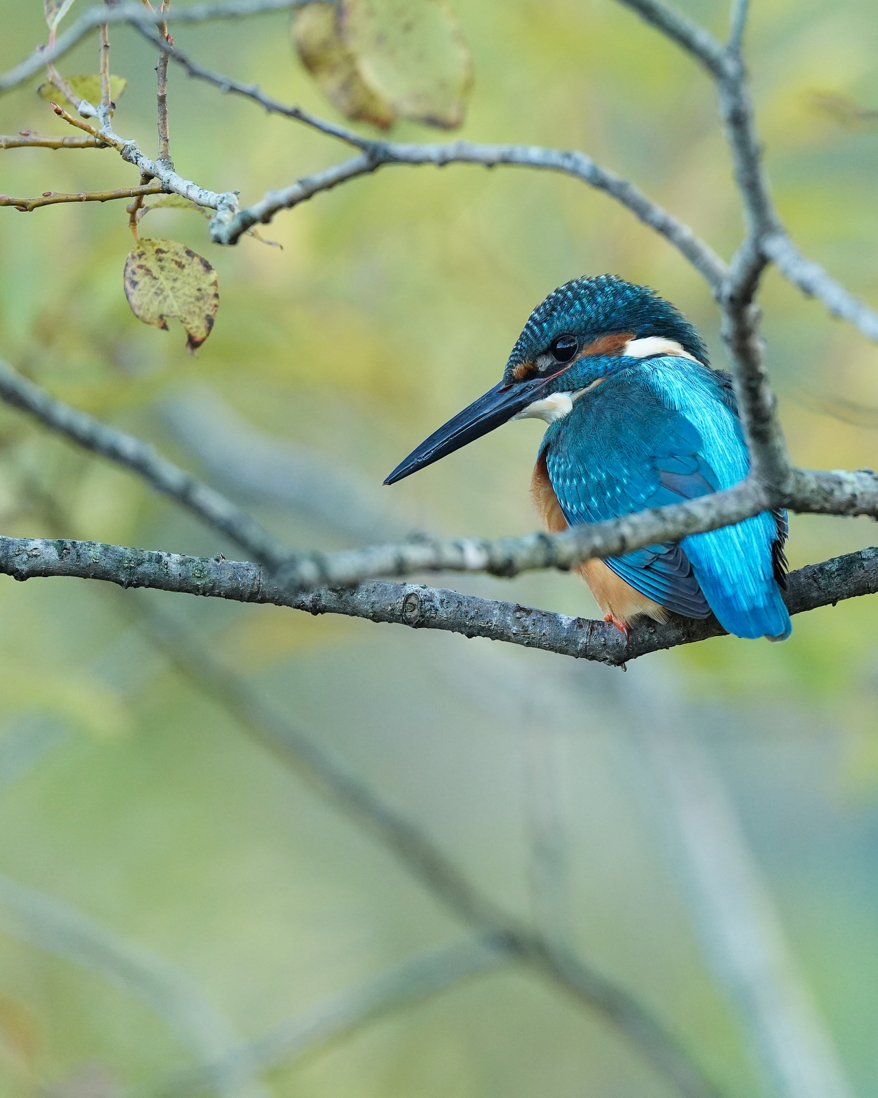 f:id:zo5ur53kle:20201105224709j:plain