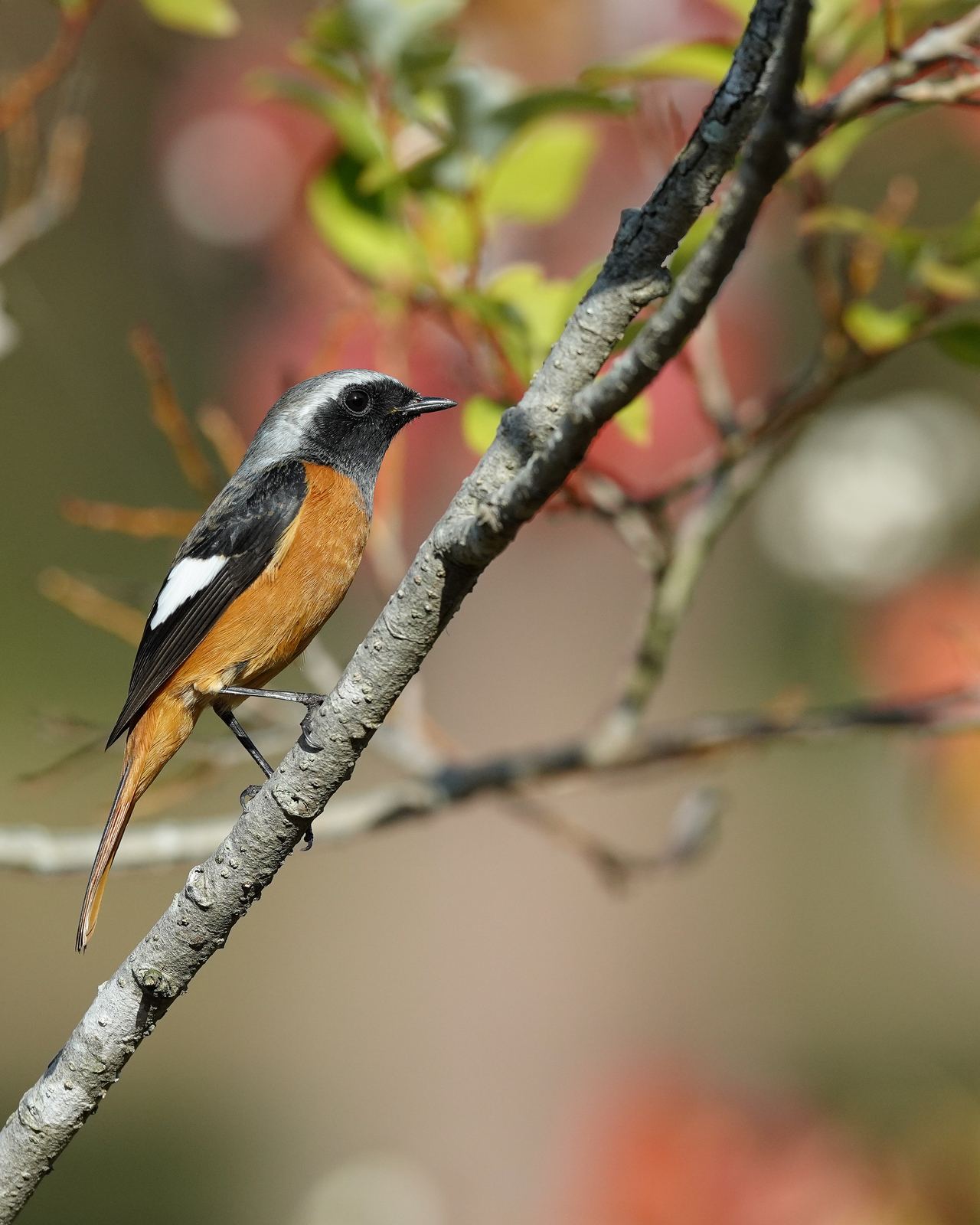 f:id:zo5ur53kle:20201105224745j:plain