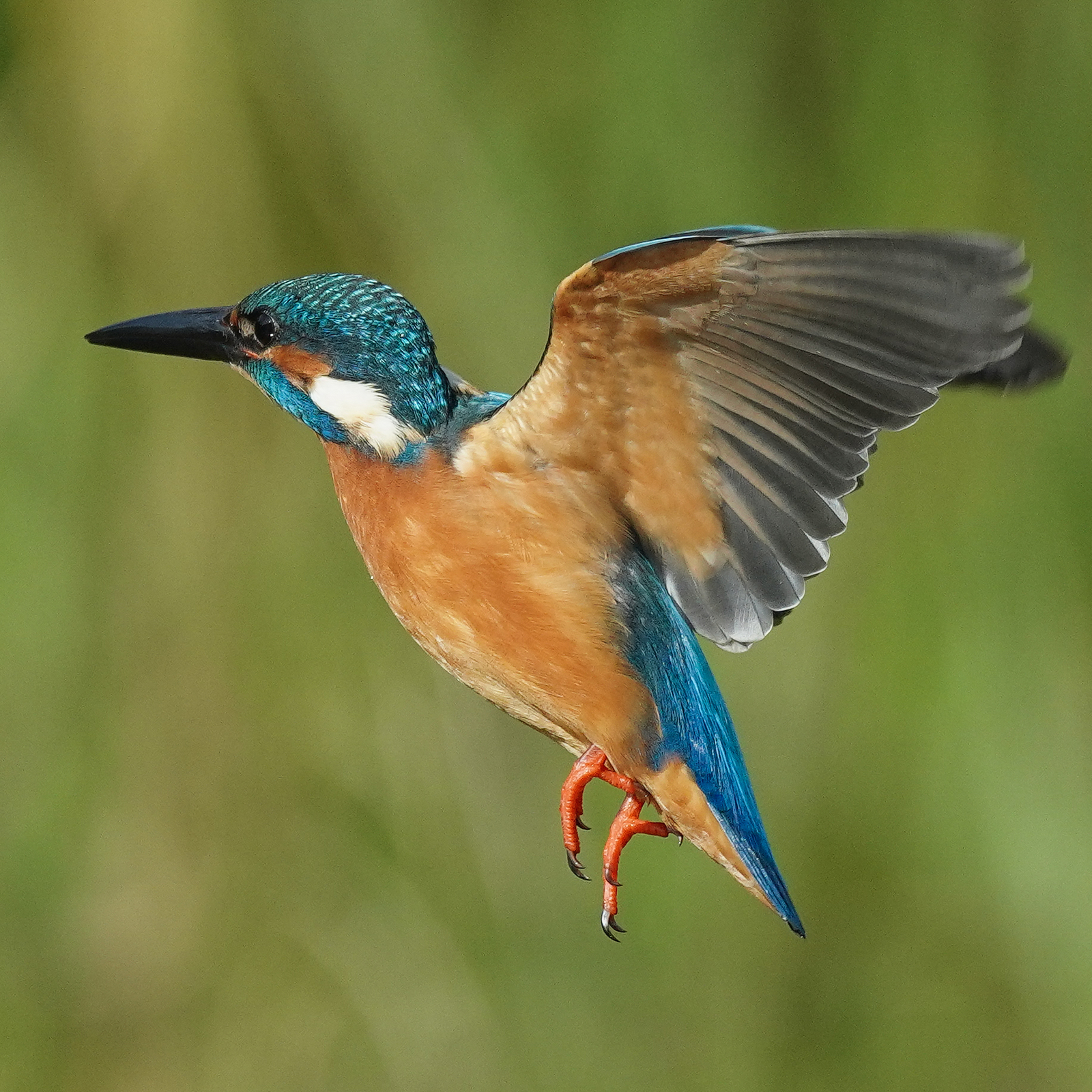 f:id:zo5ur53kle:20201105224906j:plain