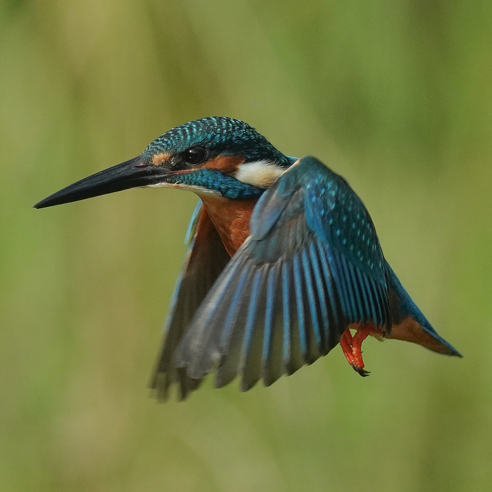 f:id:zo5ur53kle:20201105224917j:plain