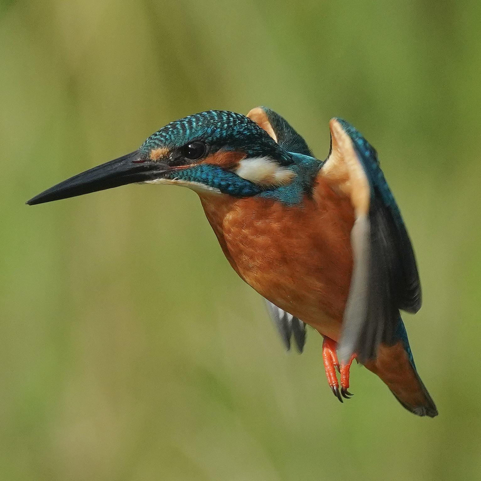 f:id:zo5ur53kle:20201105224927j:plain