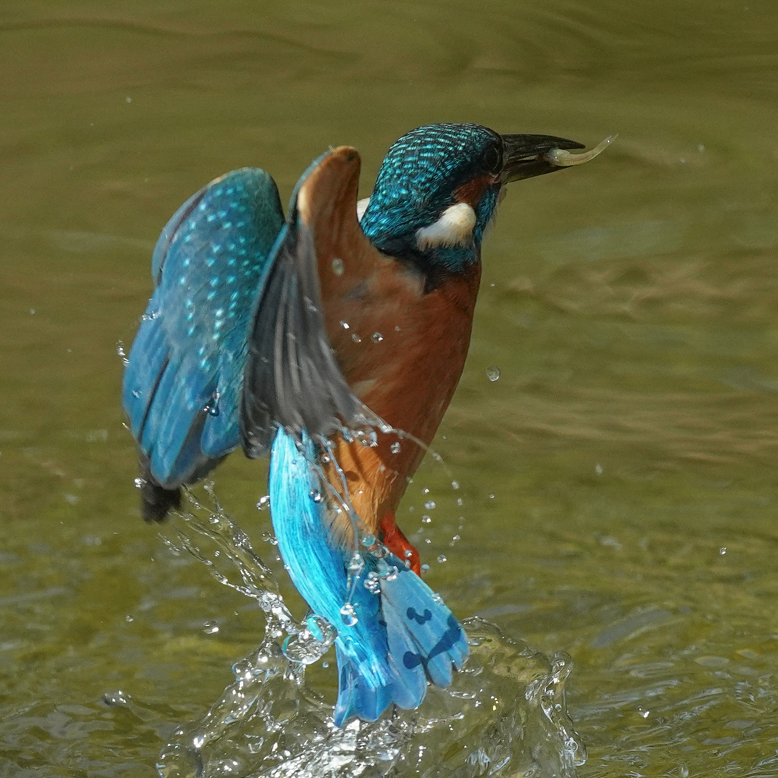 f:id:zo5ur53kle:20201105224939j:plain