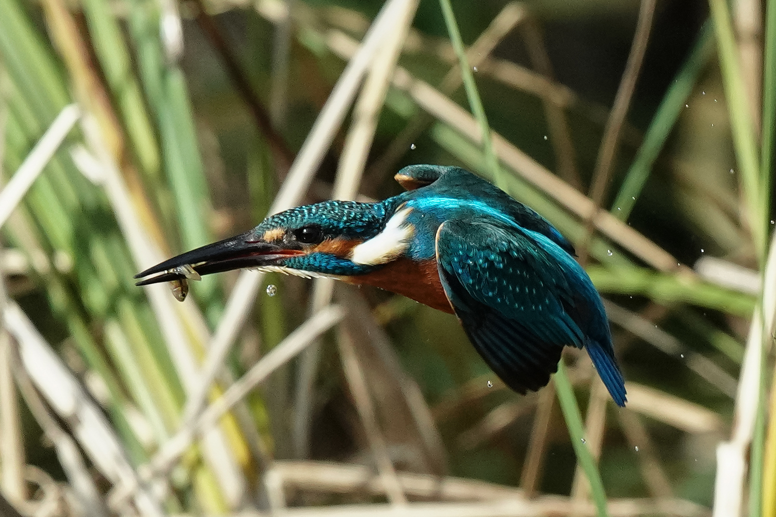 f:id:zo5ur53kle:20201105225039j:plain