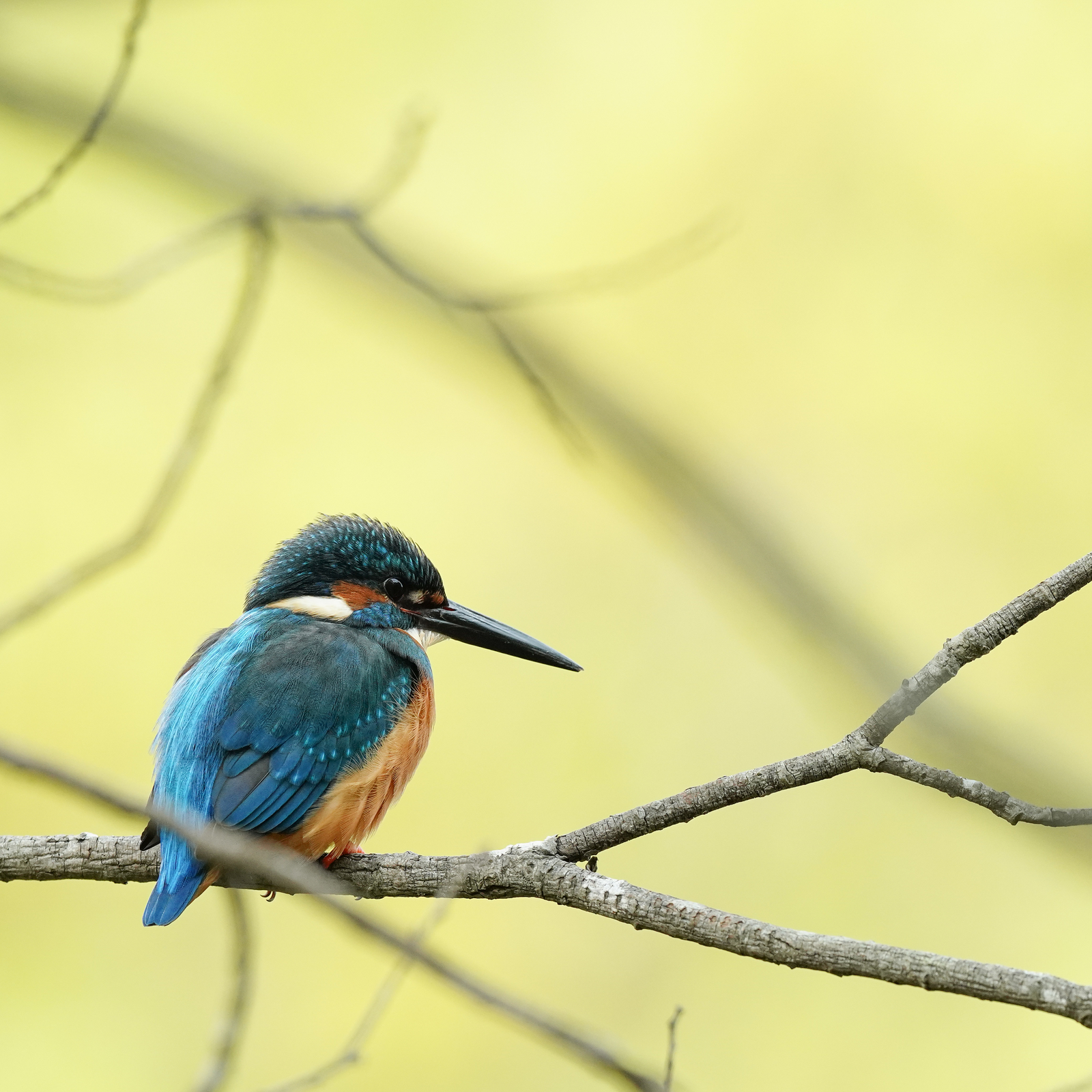 f:id:zo5ur53kle:20201105225107j:plain