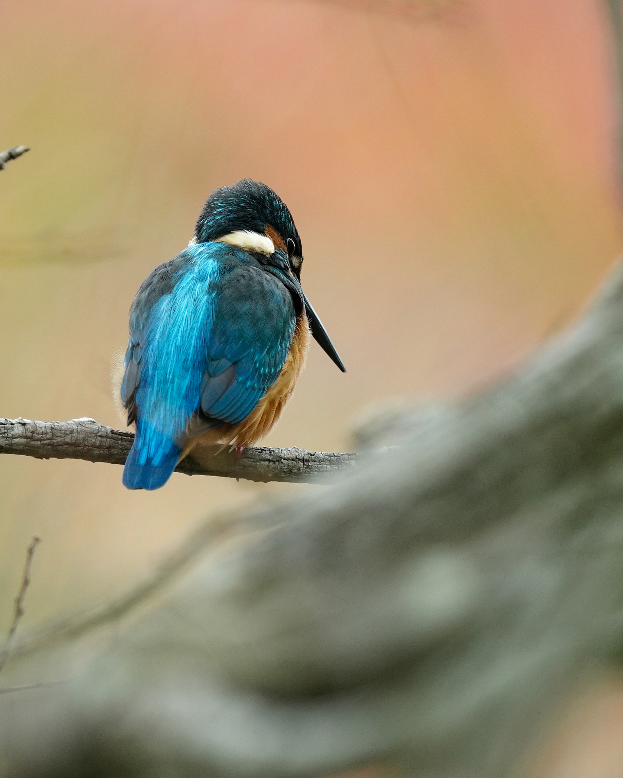 f:id:zo5ur53kle:20201105225133j:plain