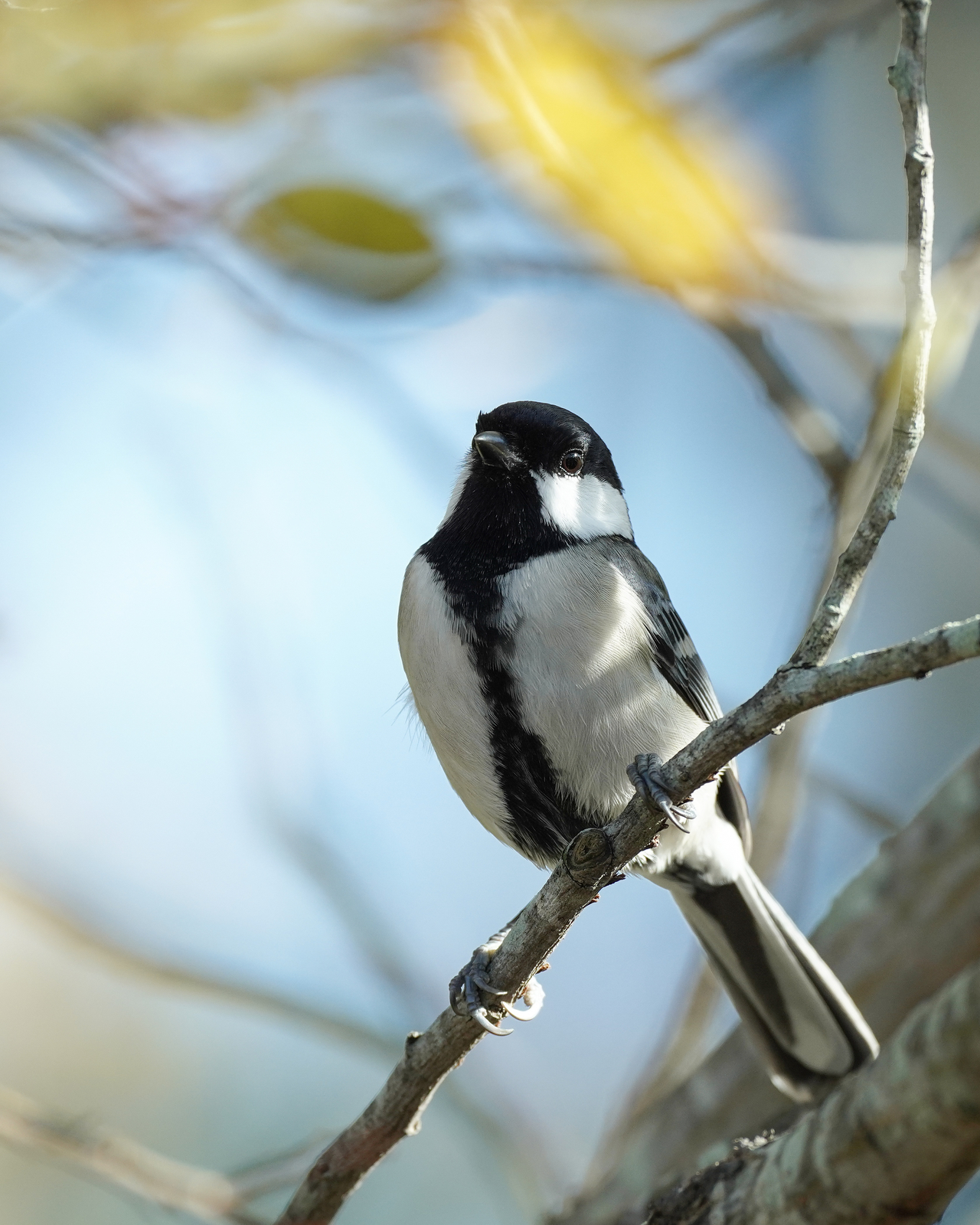 f:id:zo5ur53kle:20201106073704j:plain