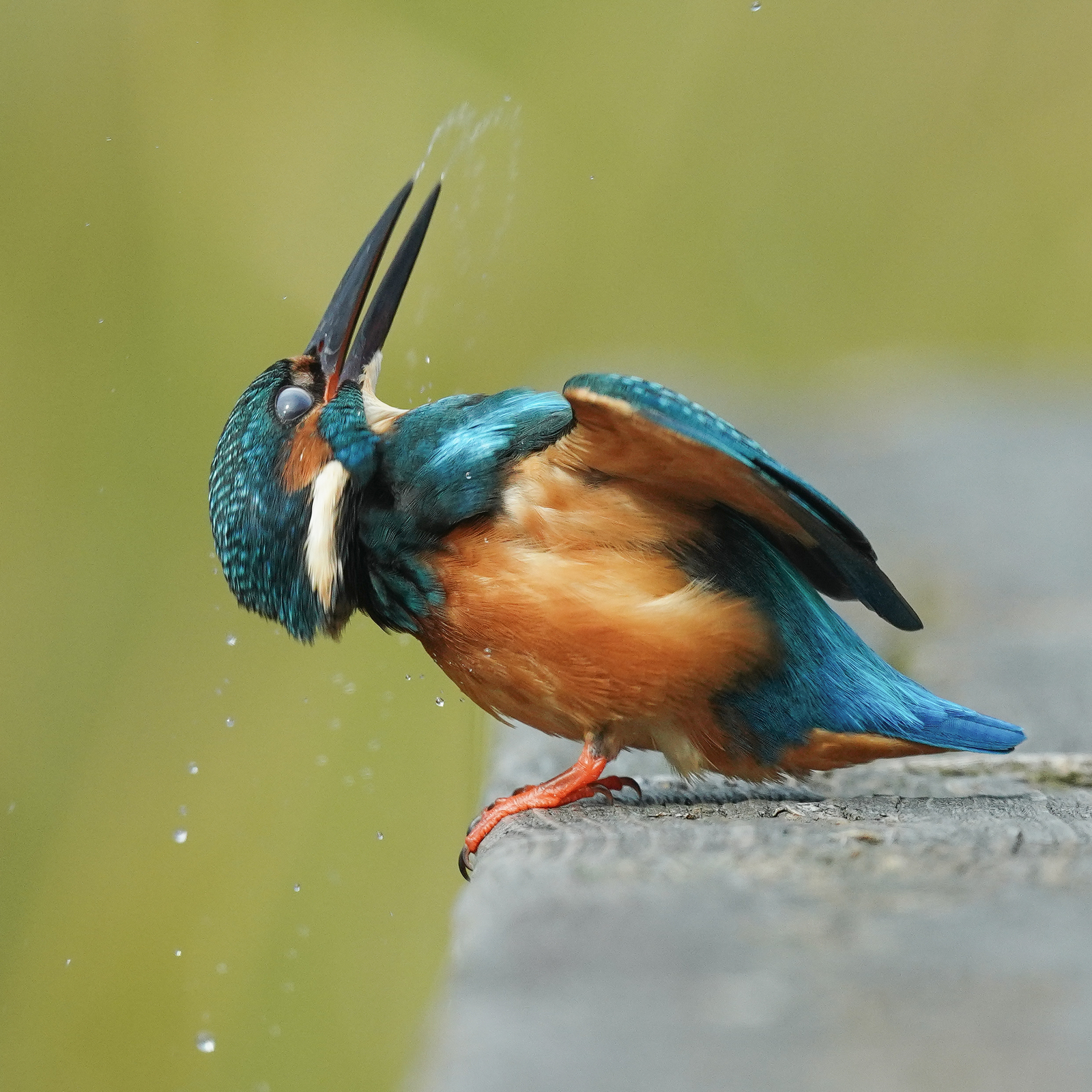 f:id:zo5ur53kle:20201106073751j:plain