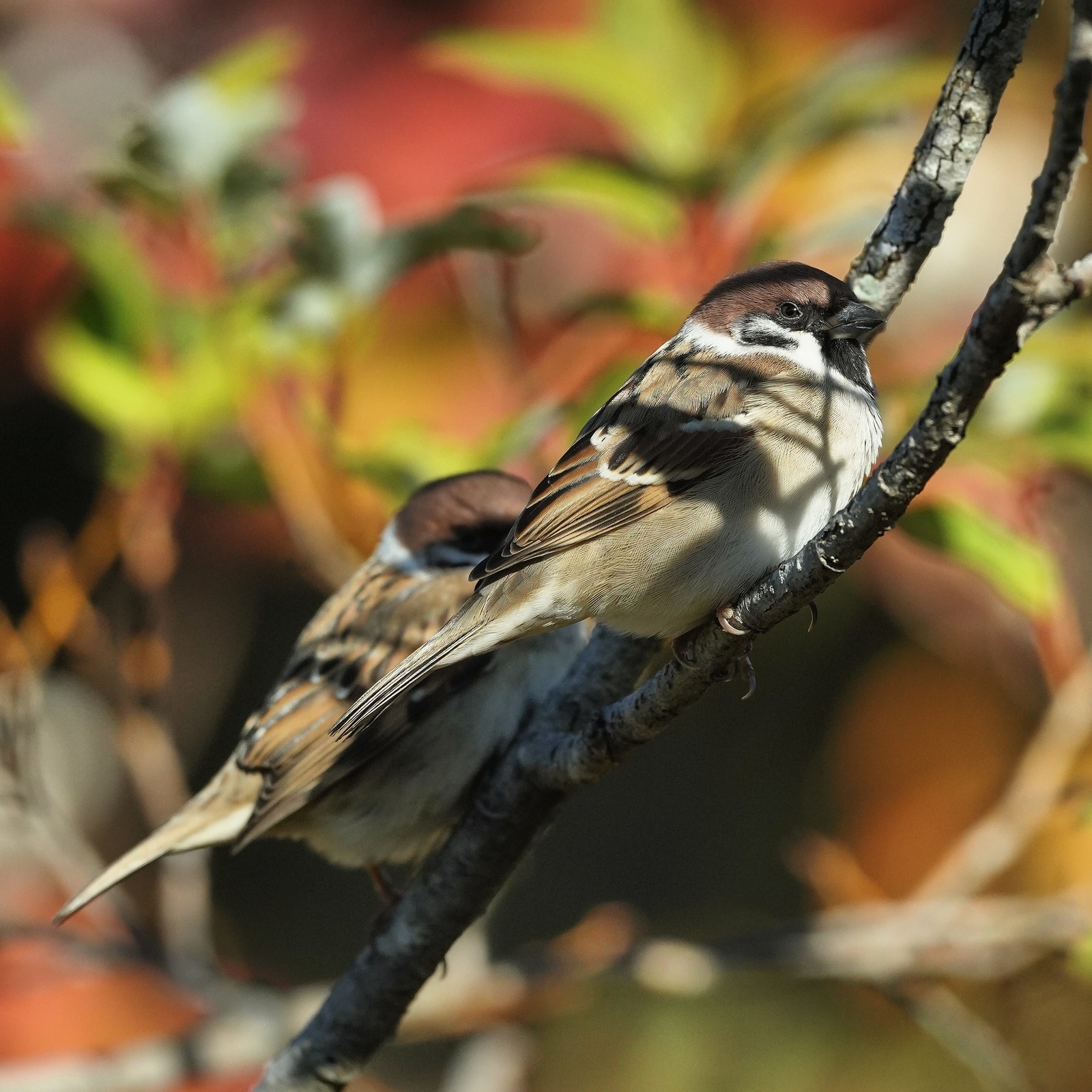 f:id:zo5ur53kle:20201106201312j:plain