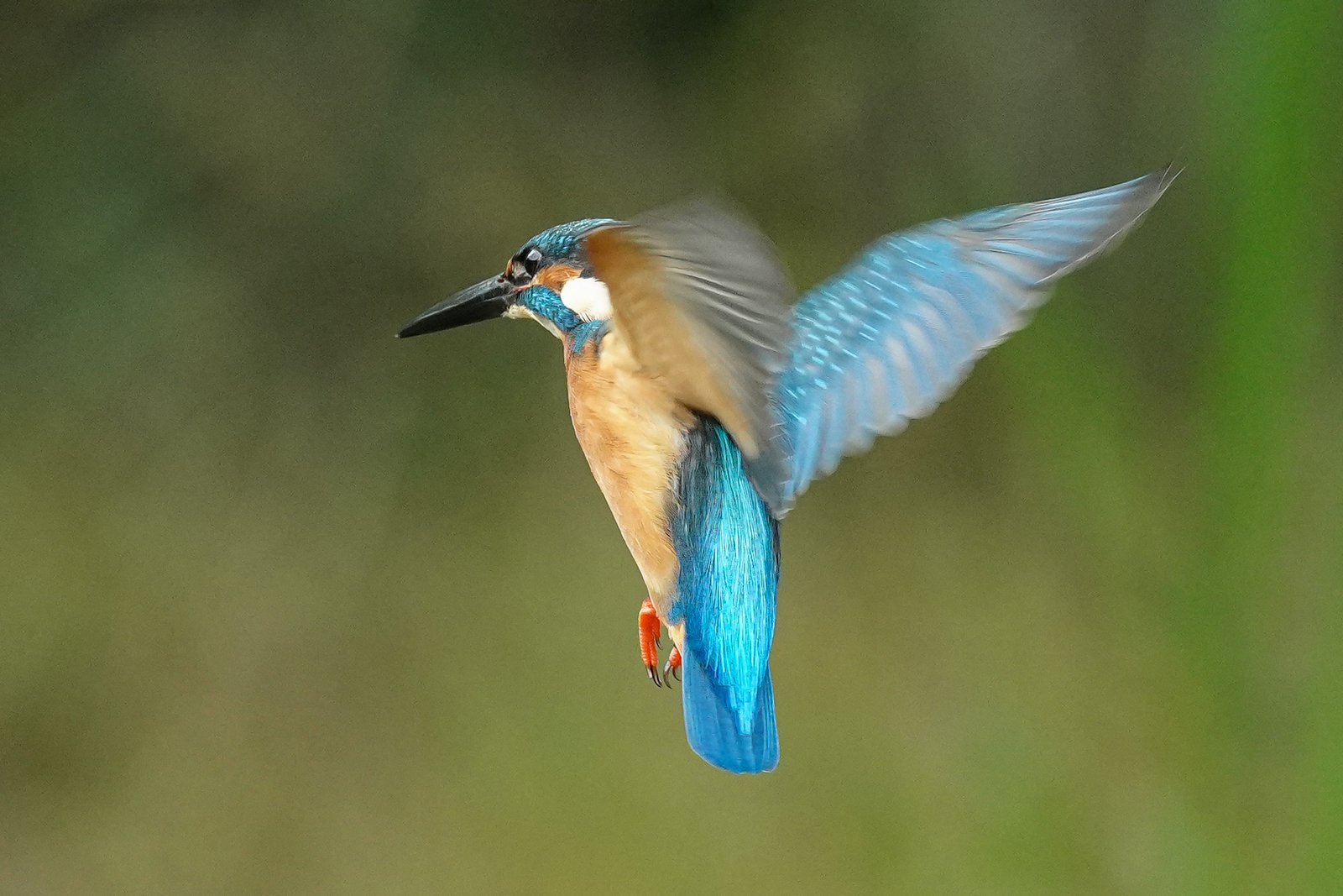 f:id:zo5ur53kle:20201106222139j:plain