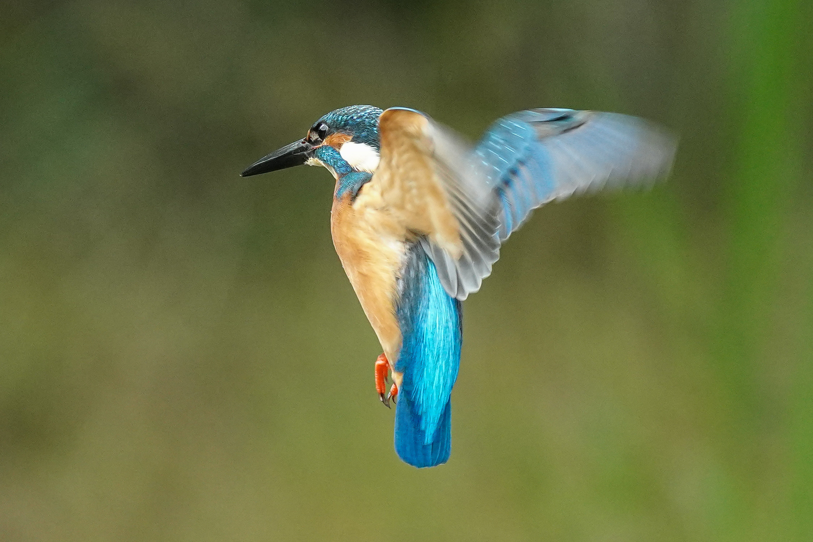 f:id:zo5ur53kle:20201106222146j:plain