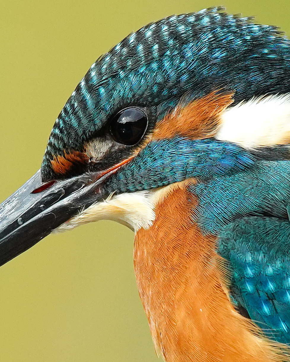 f:id:zo5ur53kle:20201106224802j:plain