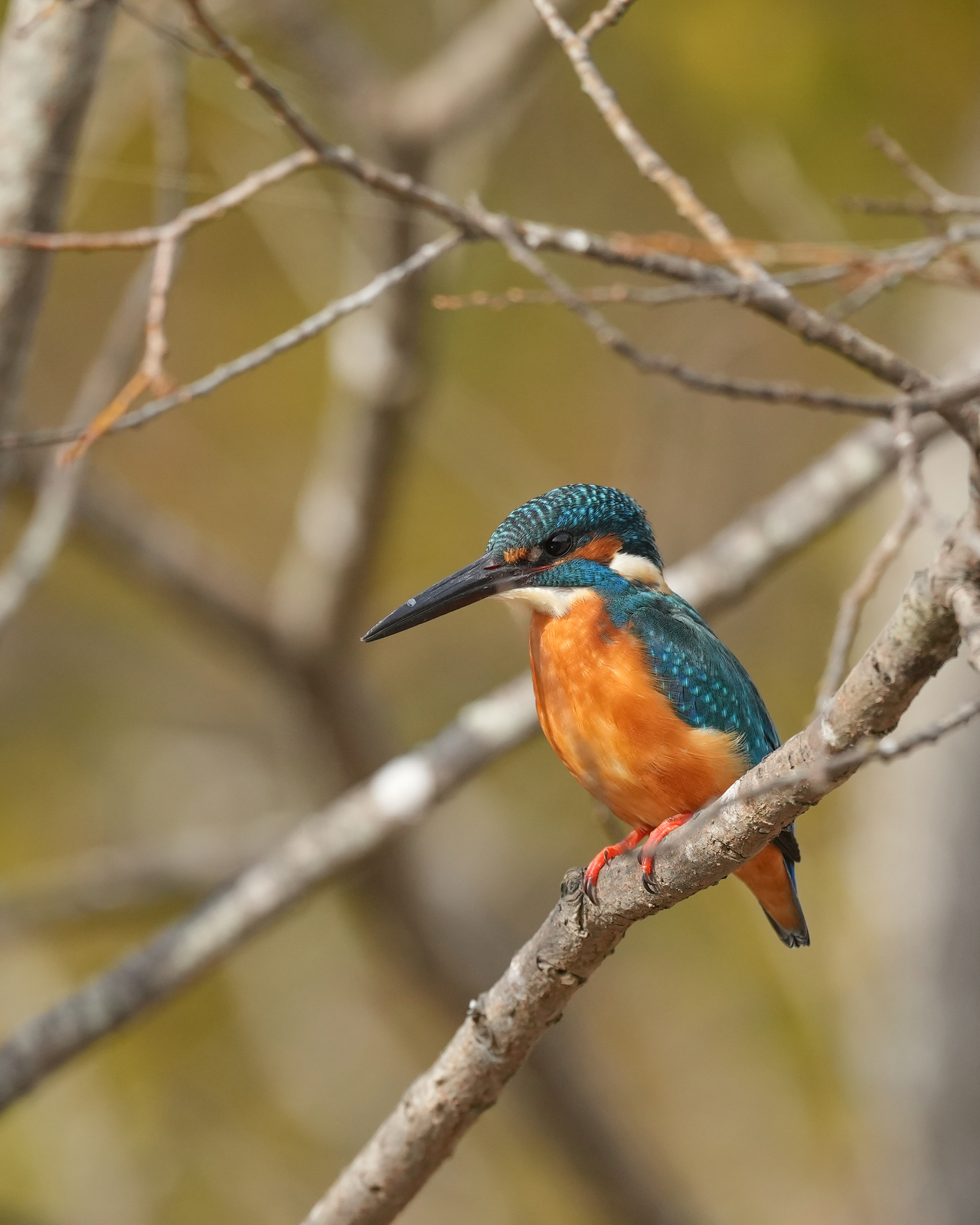 f:id:zo5ur53kle:20211121211309j:plain