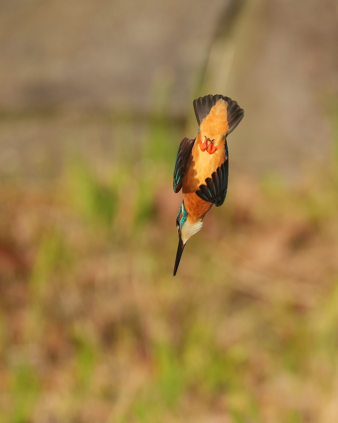 f:id:zo5ur53kle:20211121211323j:plain