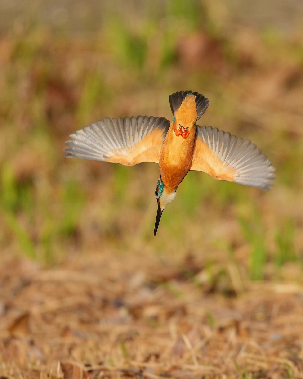 f:id:zo5ur53kle:20211121211331j:plain