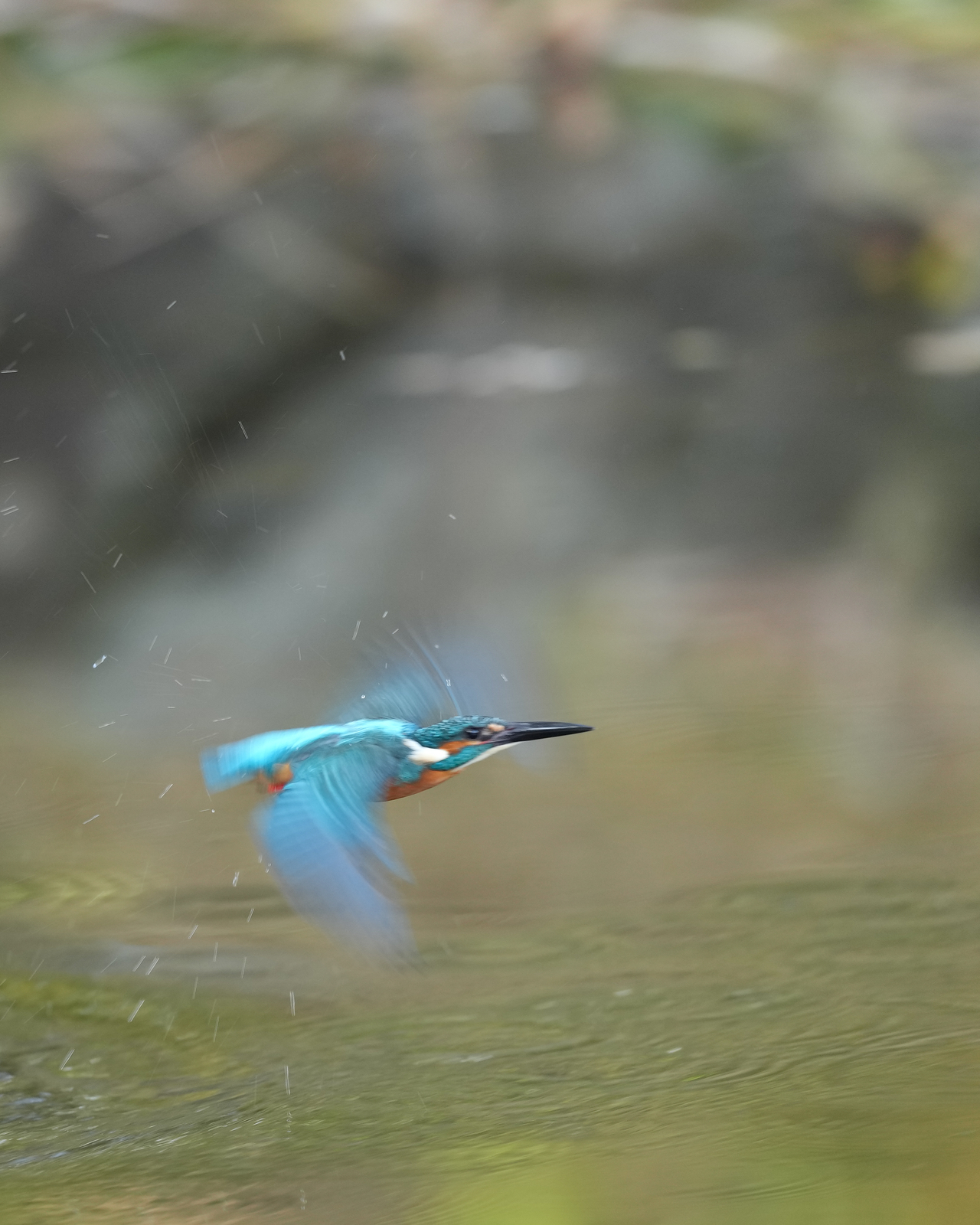 f:id:zo5ur53kle:20211121211342j:plain