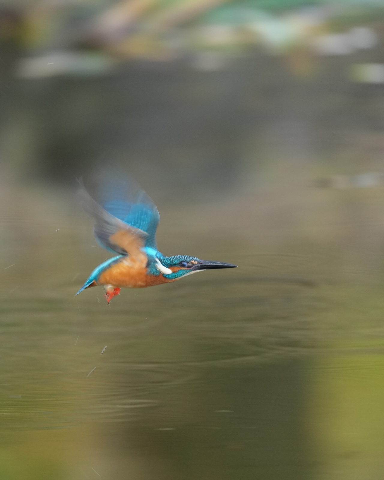 f:id:zo5ur53kle:20211121211402j:plain