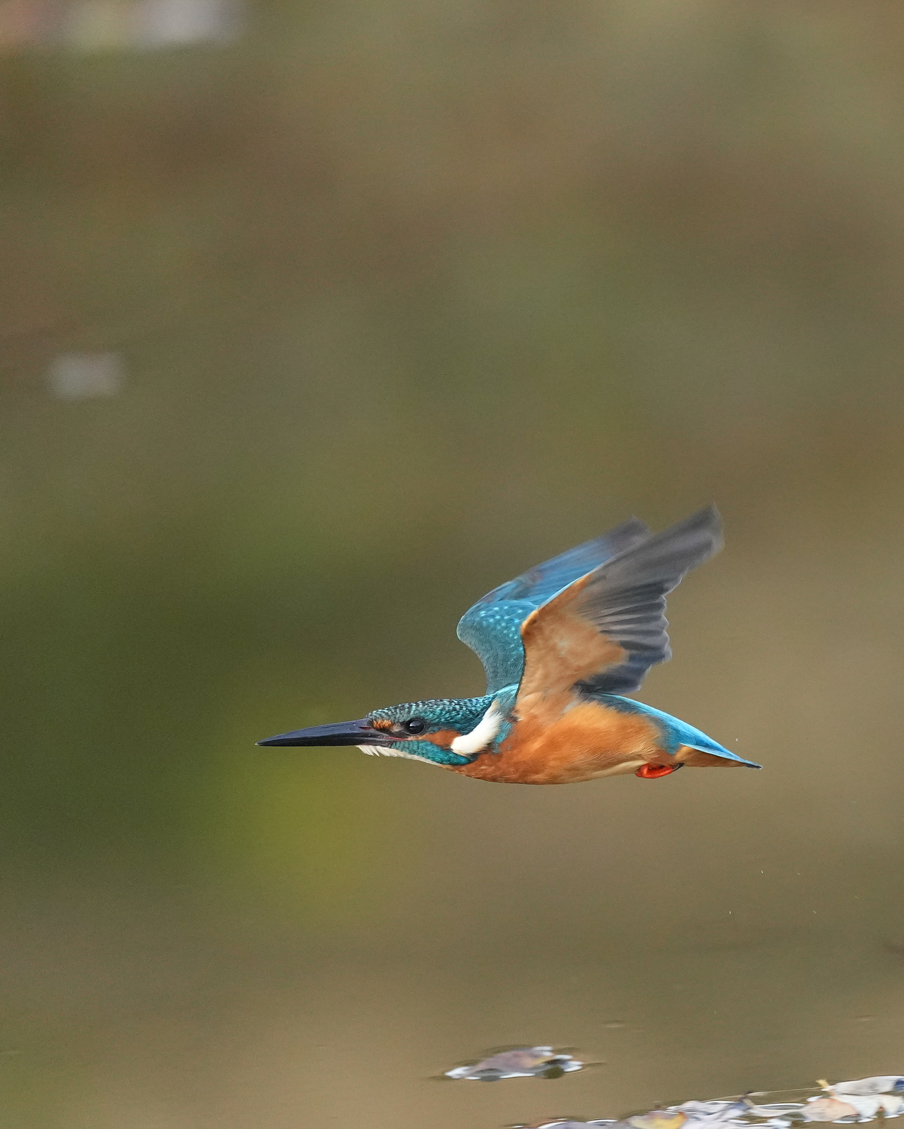 f:id:zo5ur53kle:20211121211439j:plain