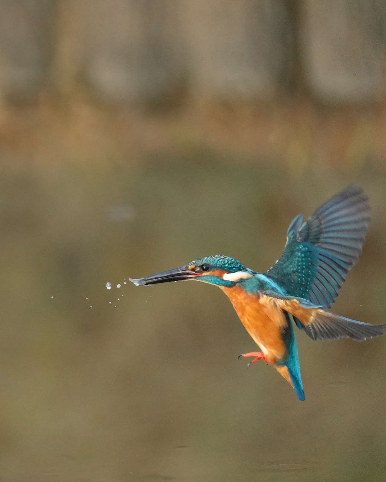 f:id:zo5ur53kle:20211121211502j:plain