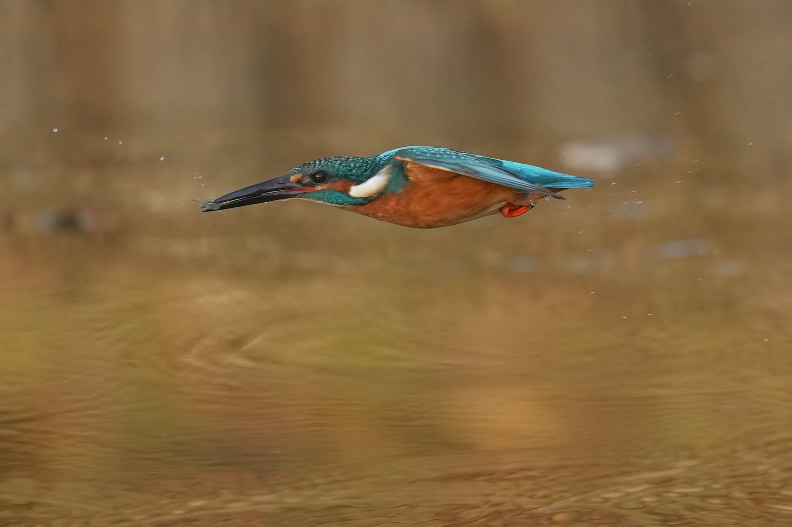 f:id:zo5ur53kle:20211121211524j:plain