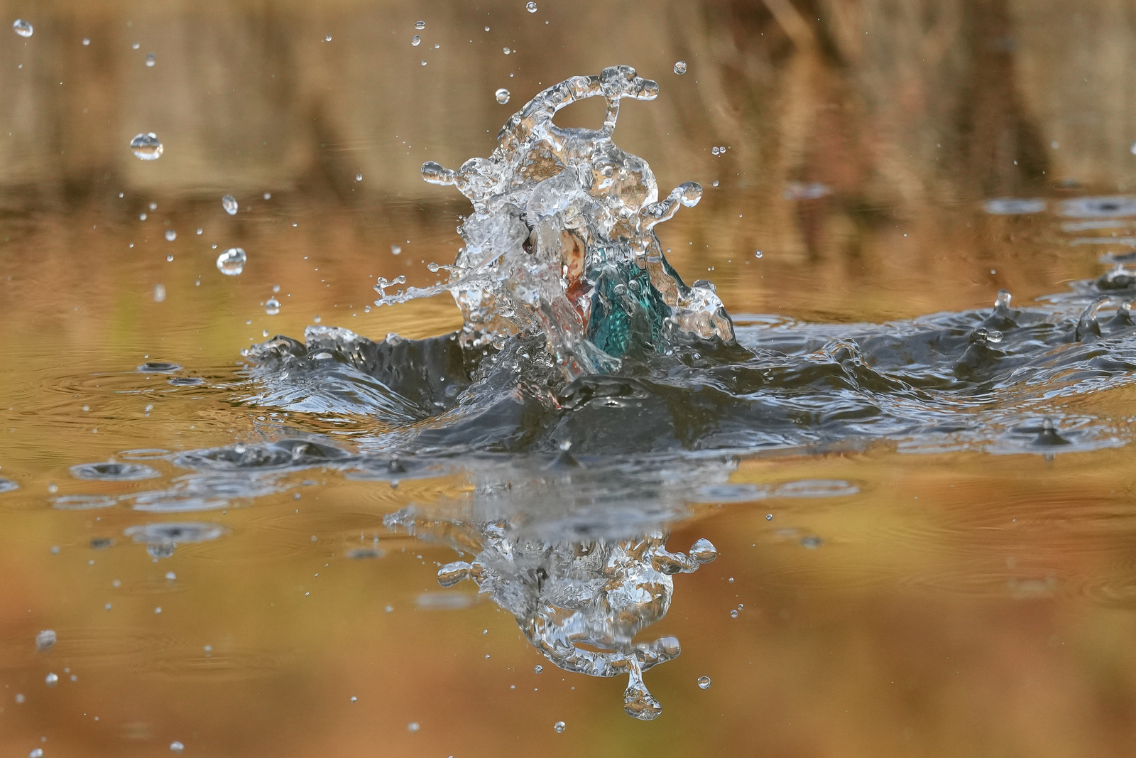 f:id:zo5ur53kle:20211121211533j:plain