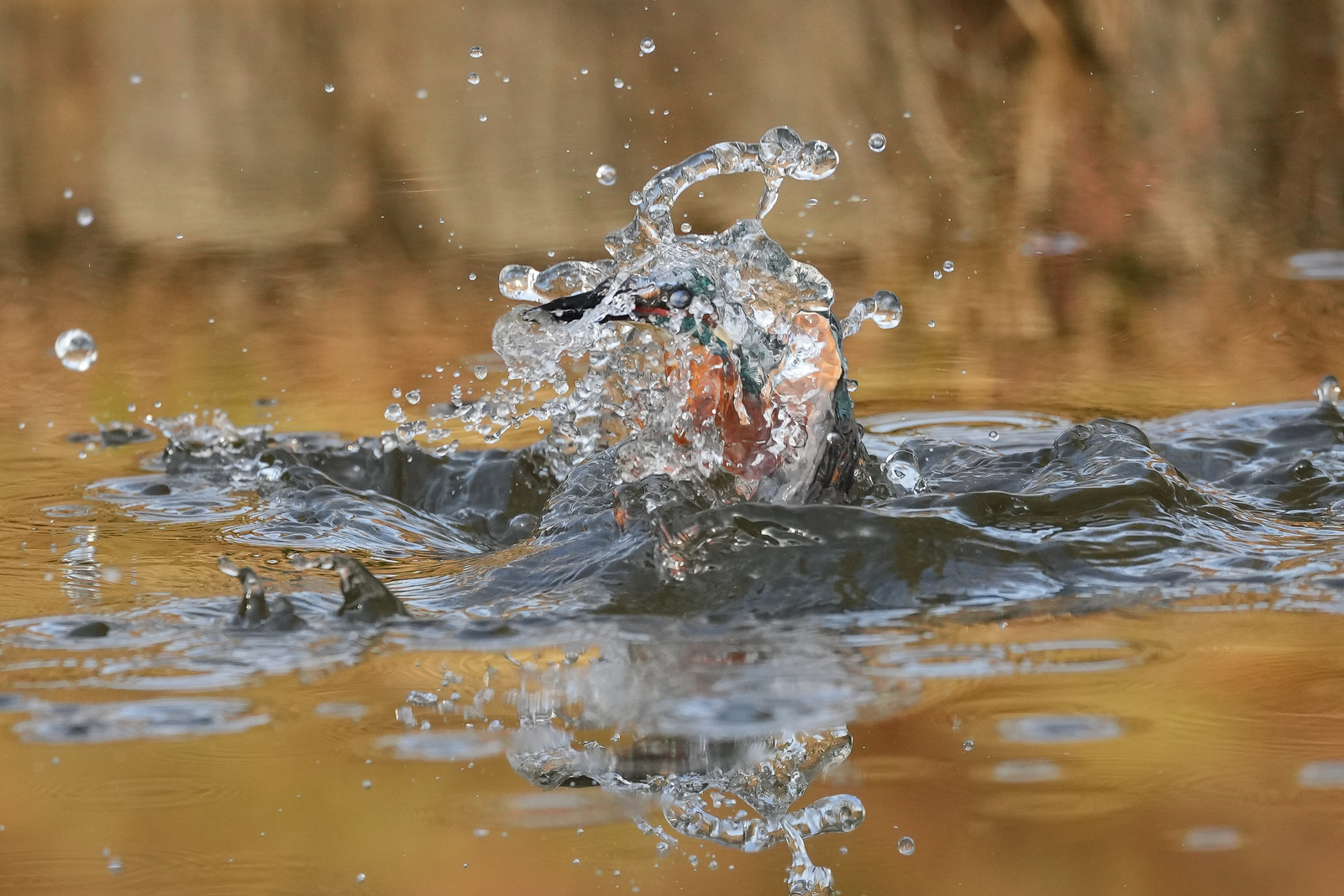 f:id:zo5ur53kle:20211121211543j:plain