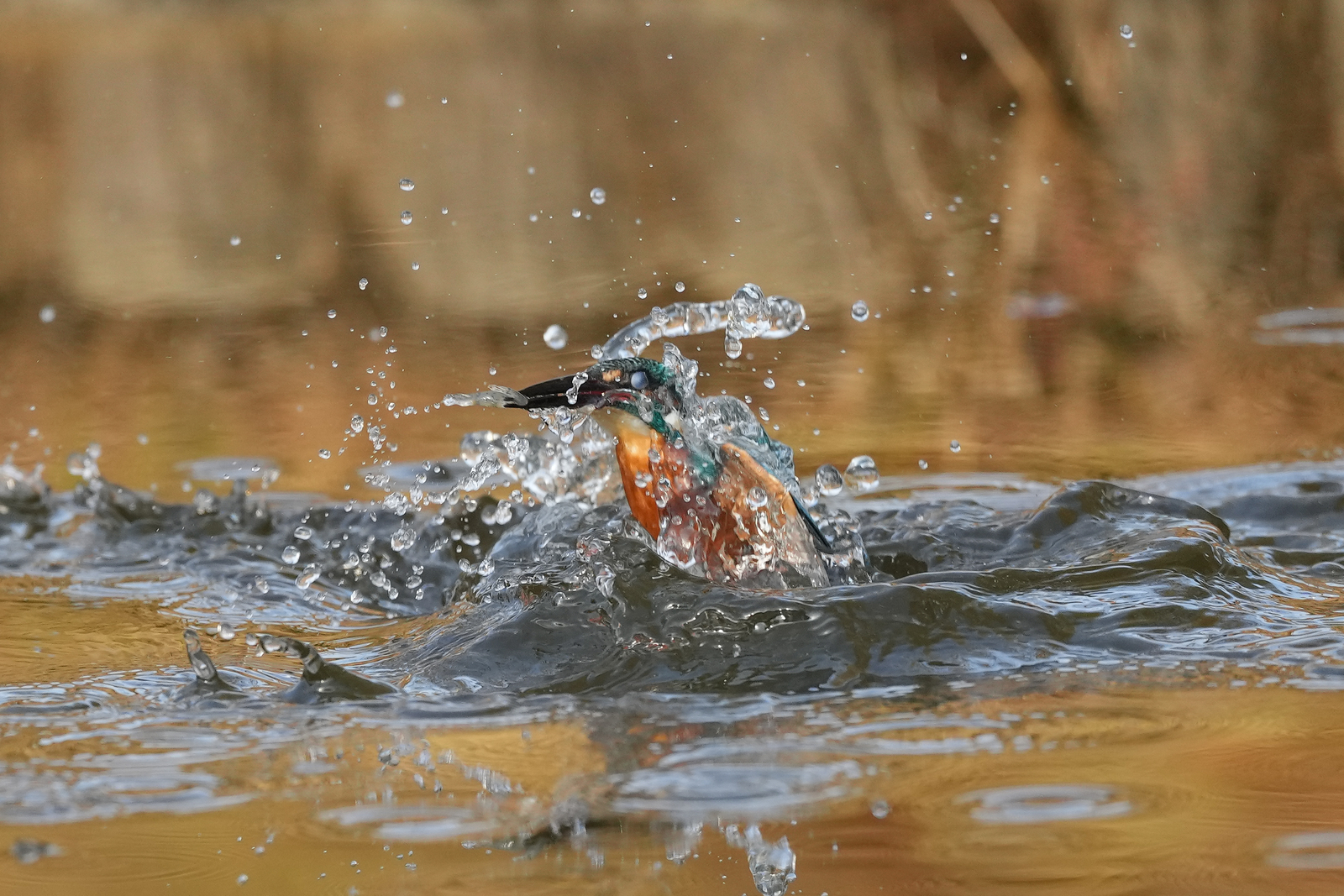 f:id:zo5ur53kle:20211121211555j:plain