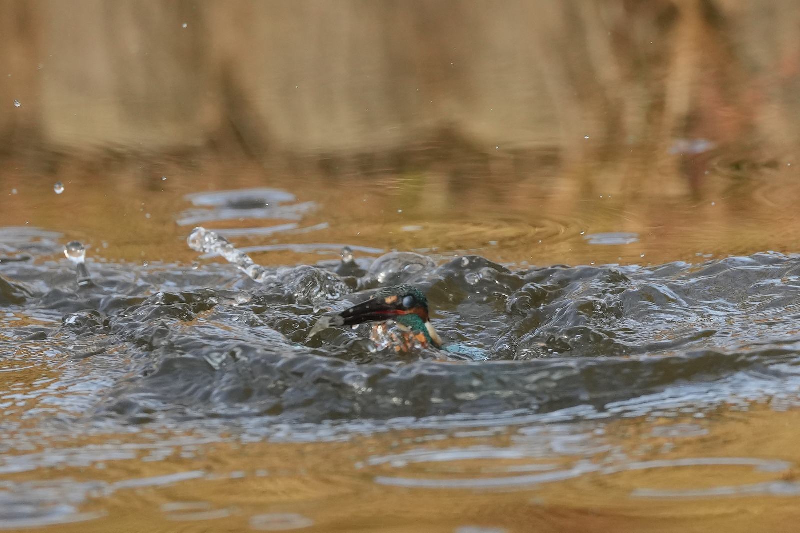 f:id:zo5ur53kle:20211121211604j:plain