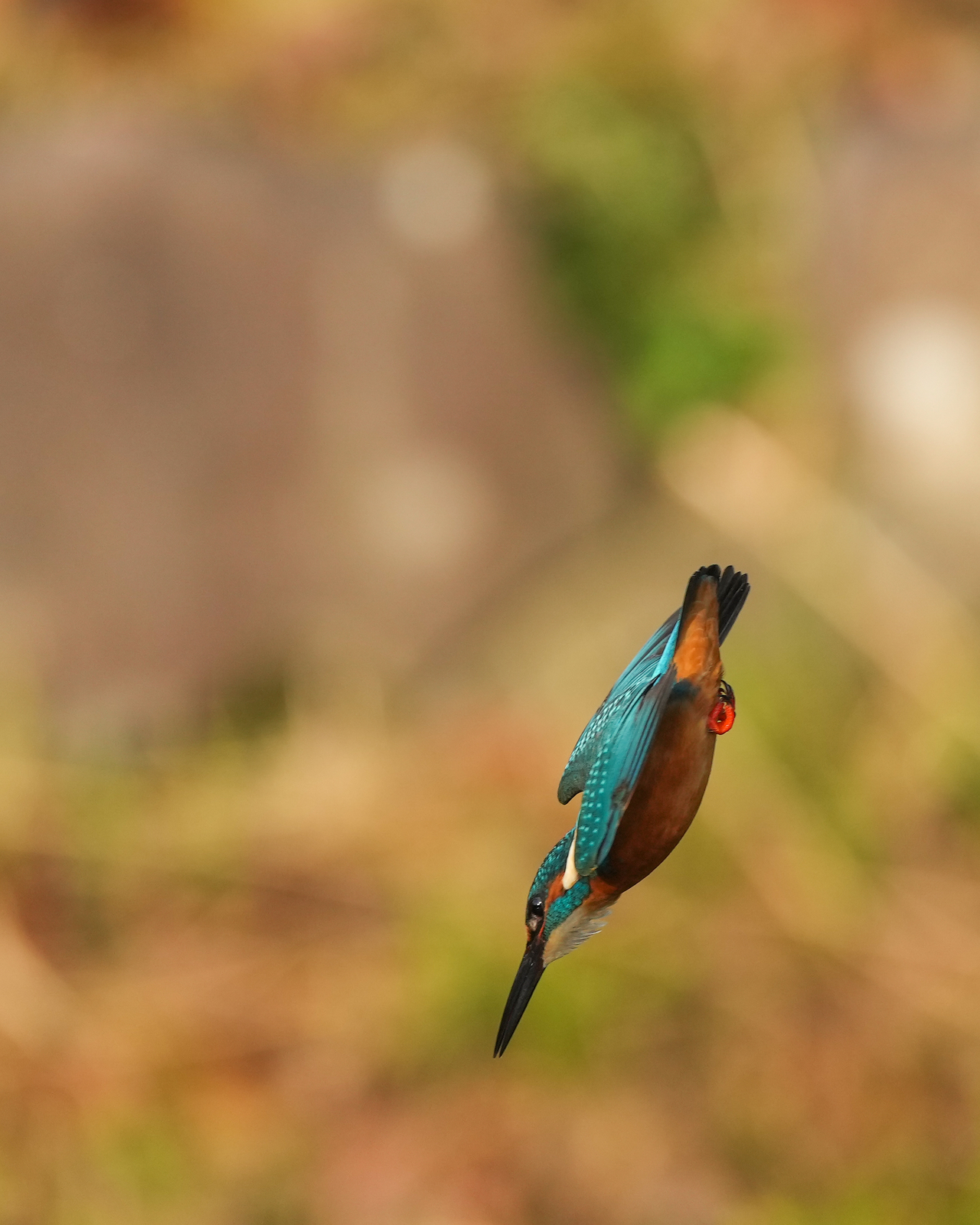 f:id:zo5ur53kle:20211121211622j:plain