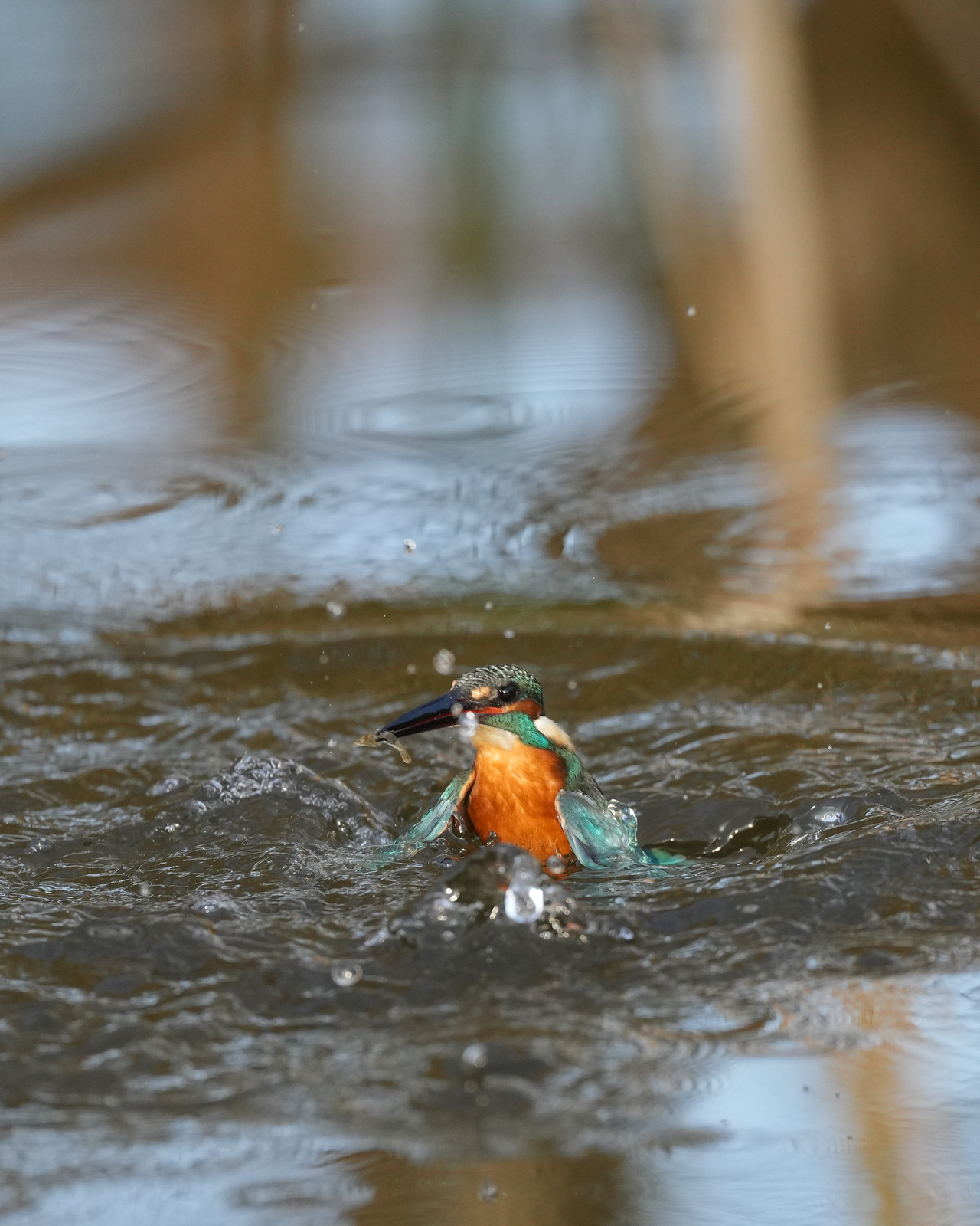 f:id:zo5ur53kle:20211121211648j:plain