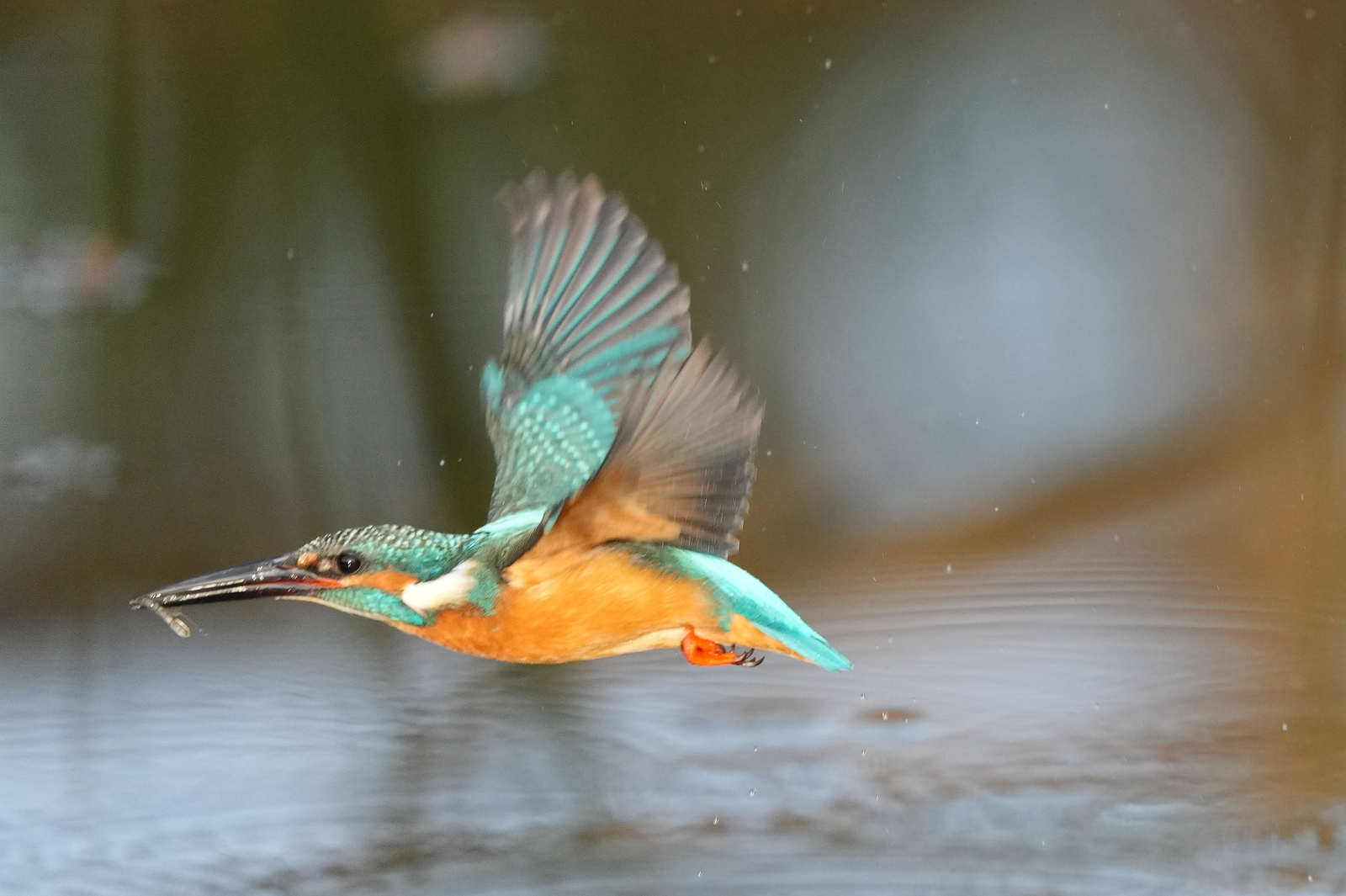 f:id:zo5ur53kle:20211121211703j:plain