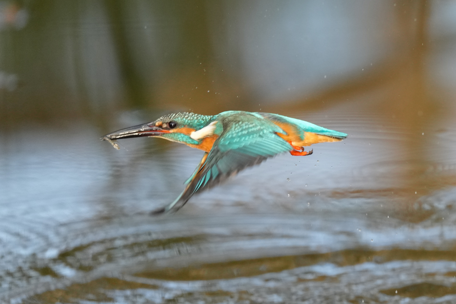 f:id:zo5ur53kle:20211121211719j:plain