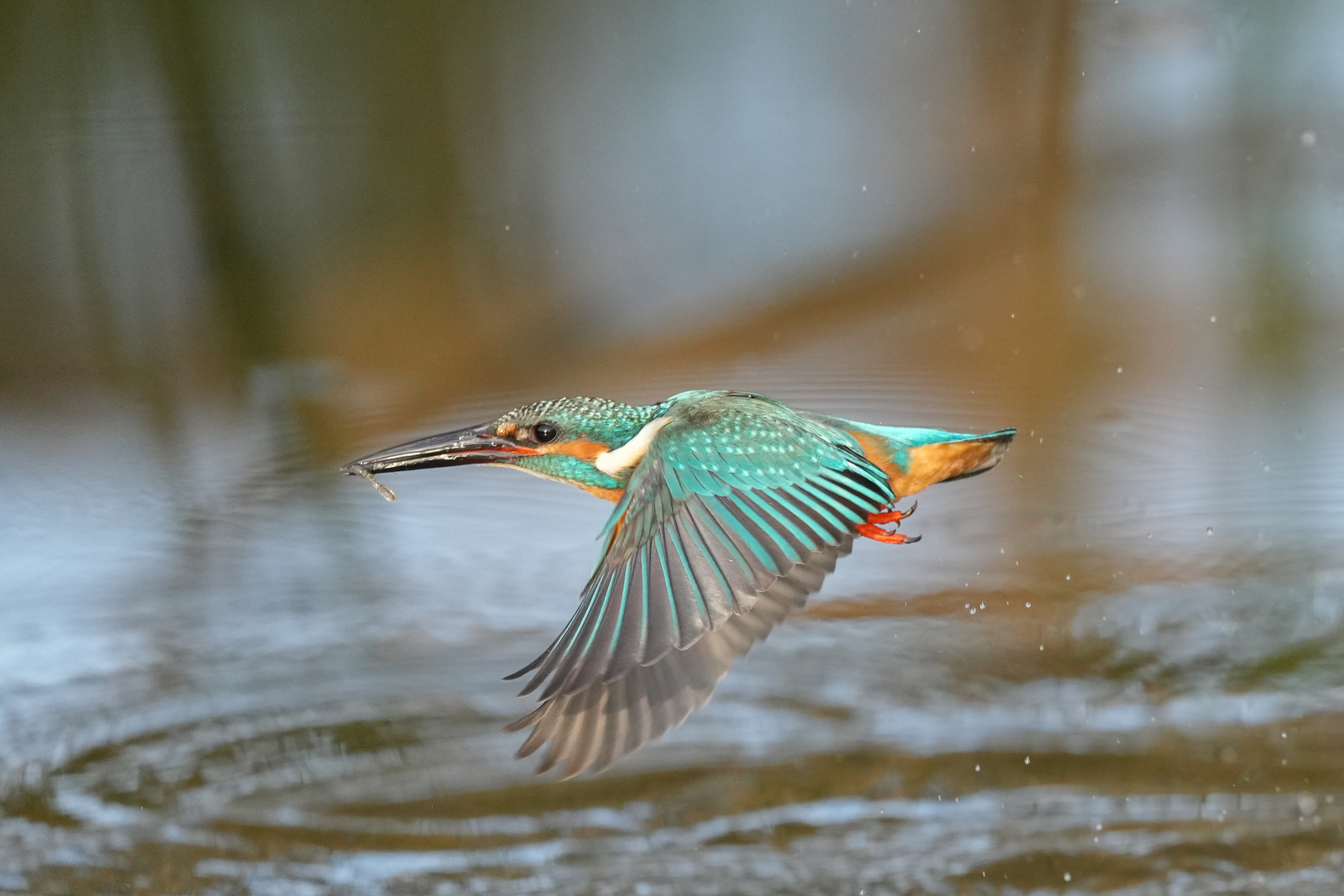 f:id:zo5ur53kle:20211121211734j:plain