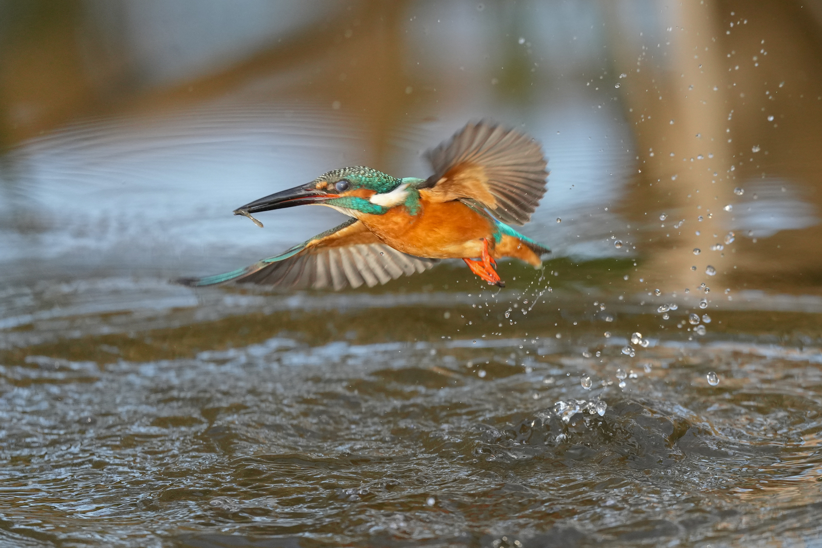 f:id:zo5ur53kle:20211121211753j:plain