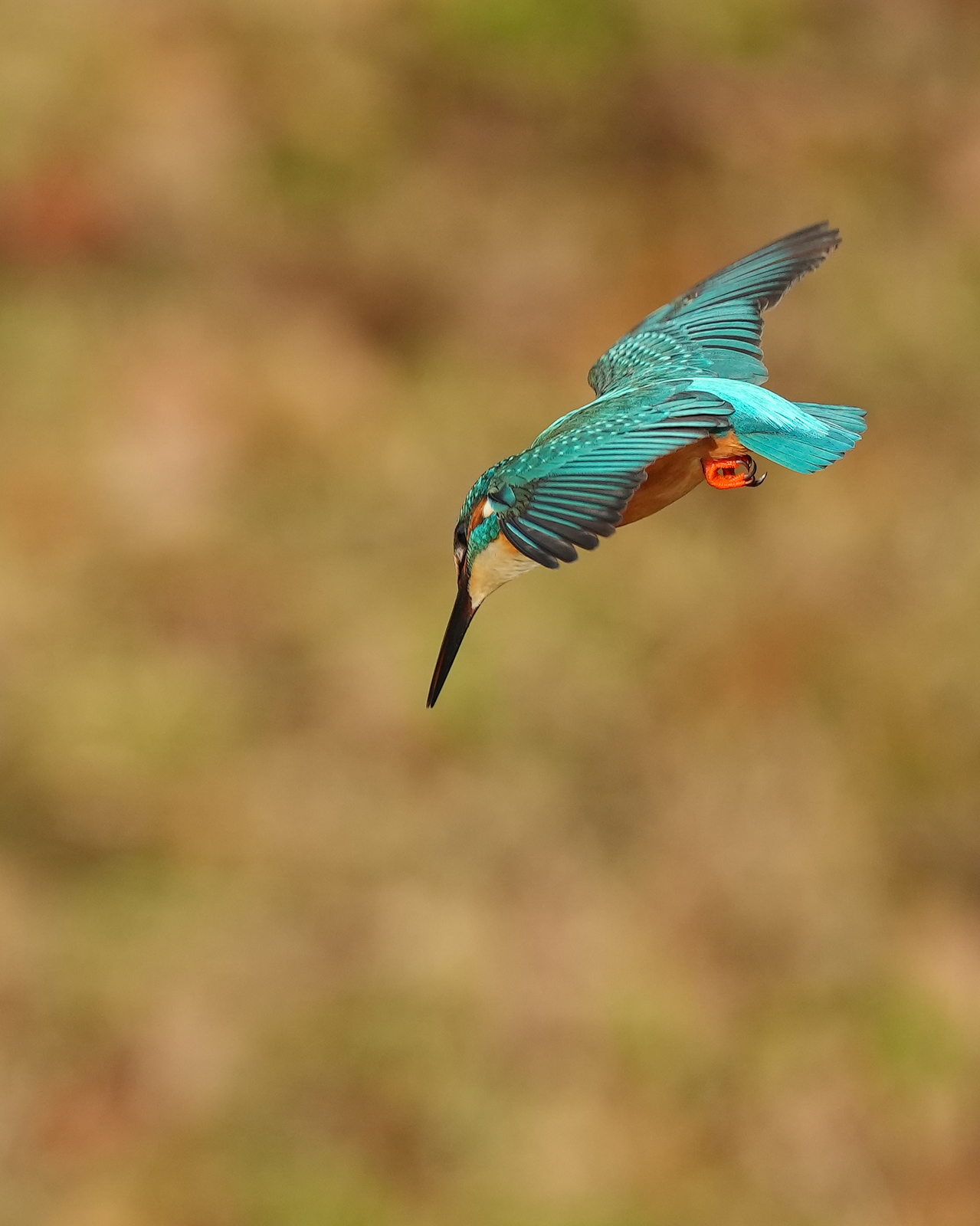 f:id:zo5ur53kle:20211121211809j:plain